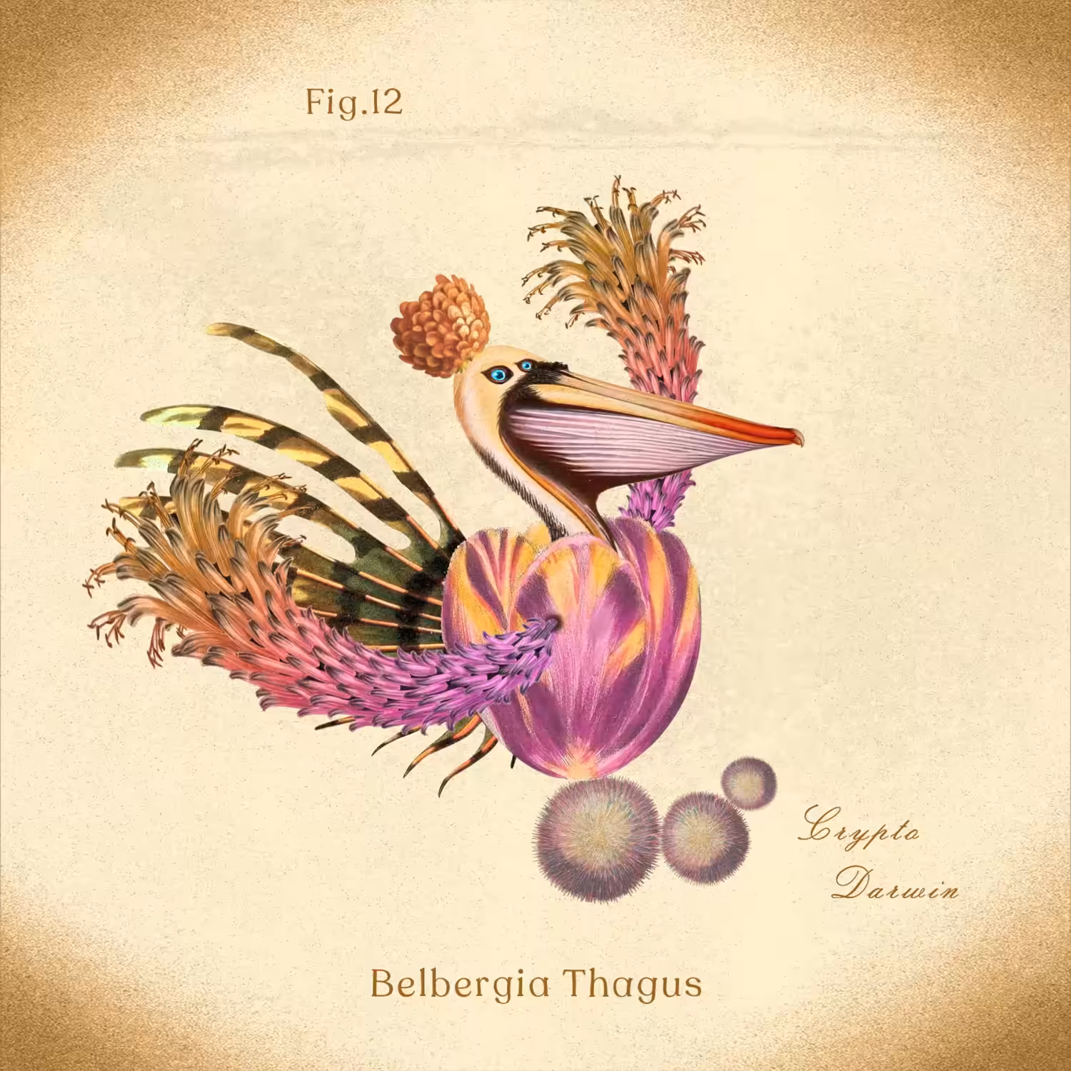 Belbergia Thagus