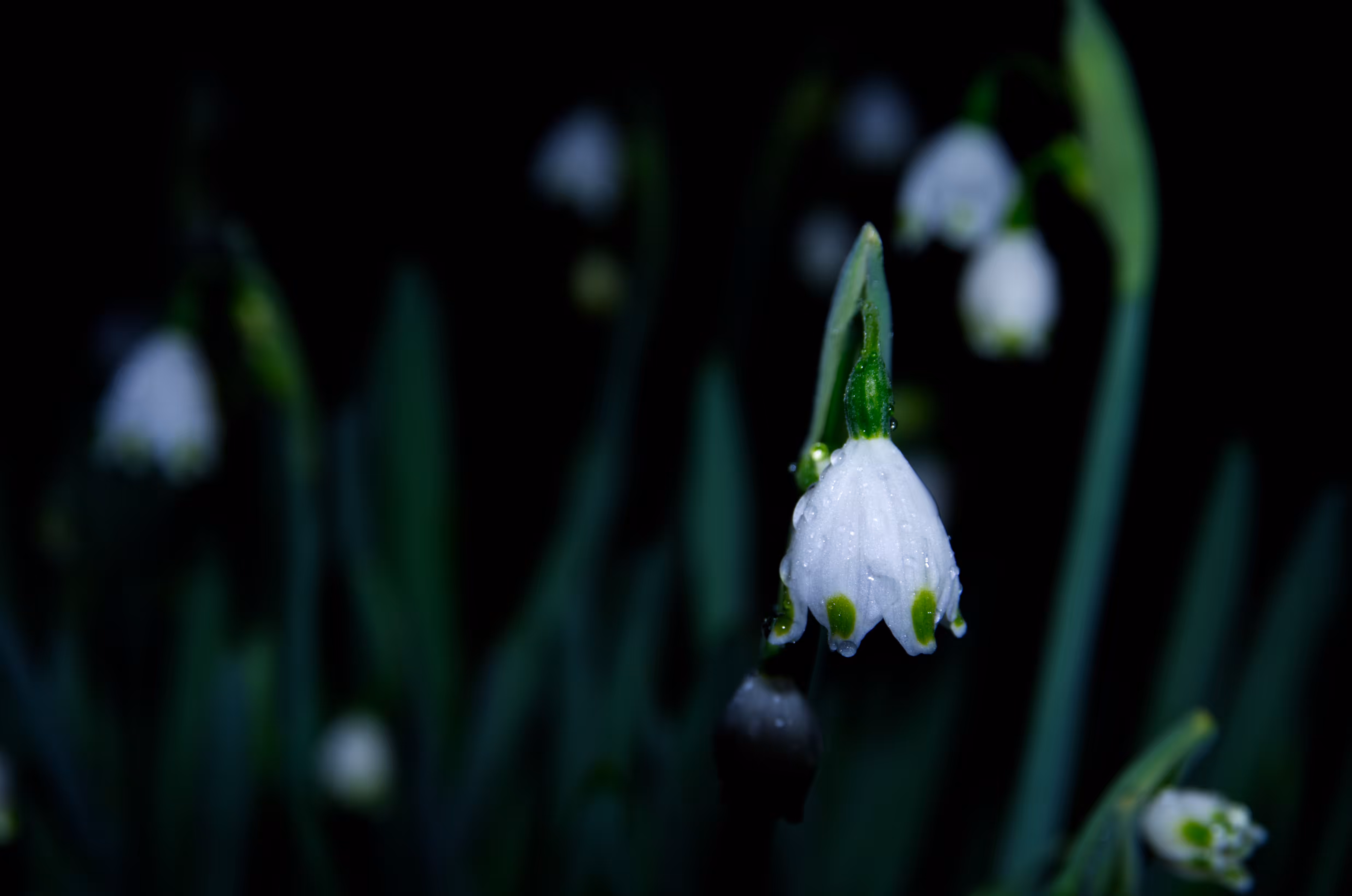 Heaven Series: Mark of Darkness D7000 - Color Edition