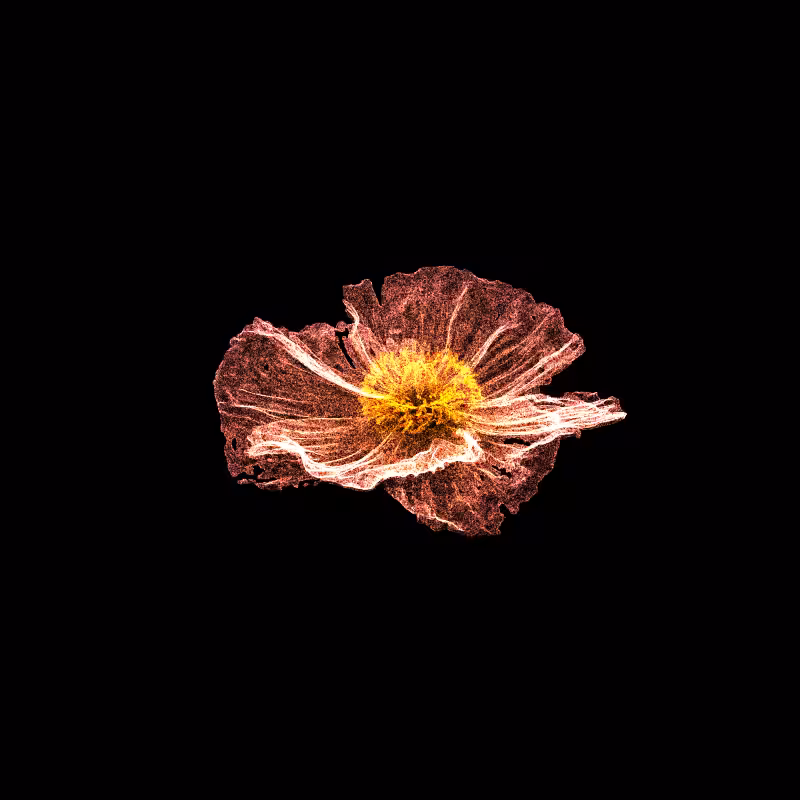 White Poppy 30 #267