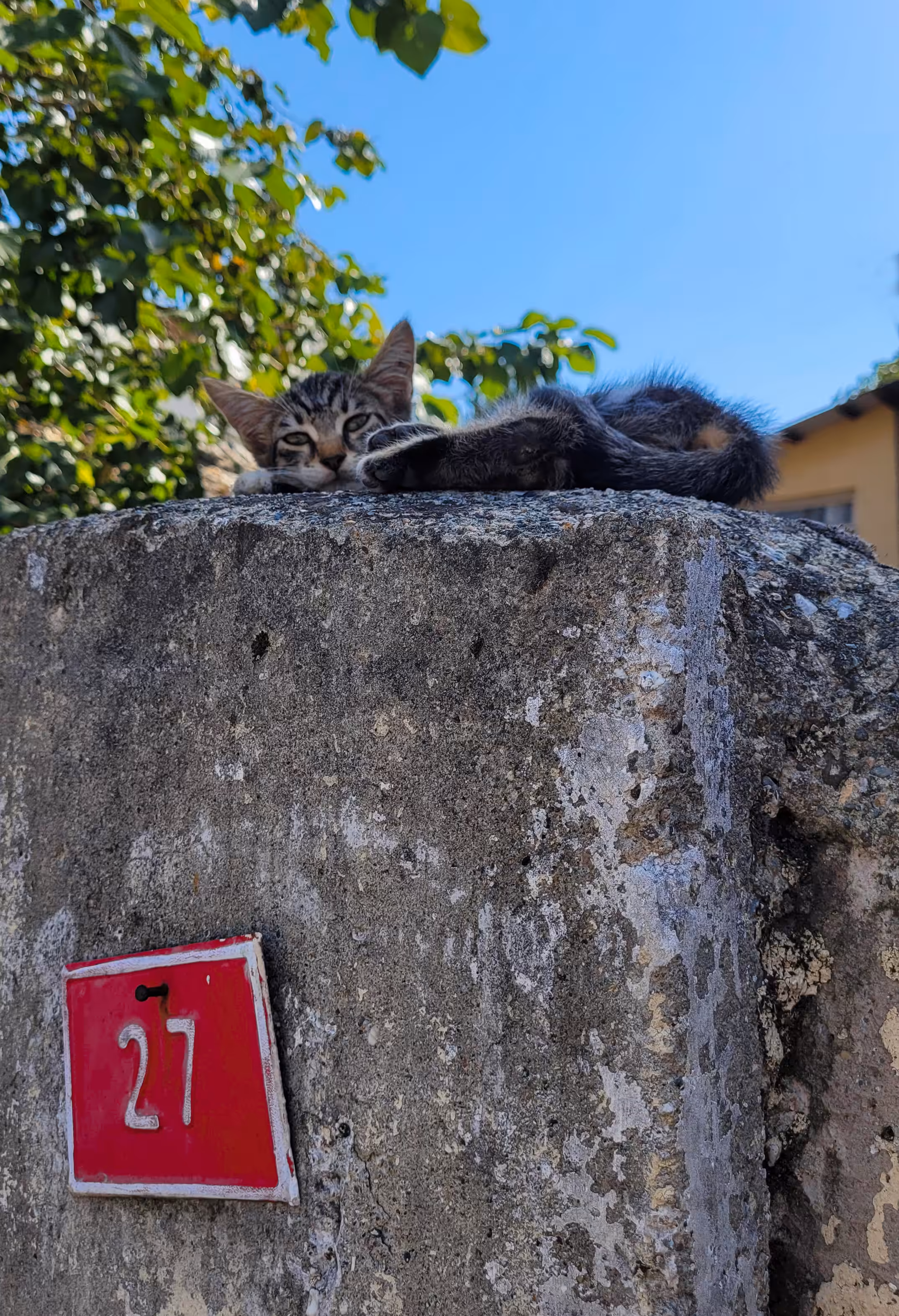 27 The Cat