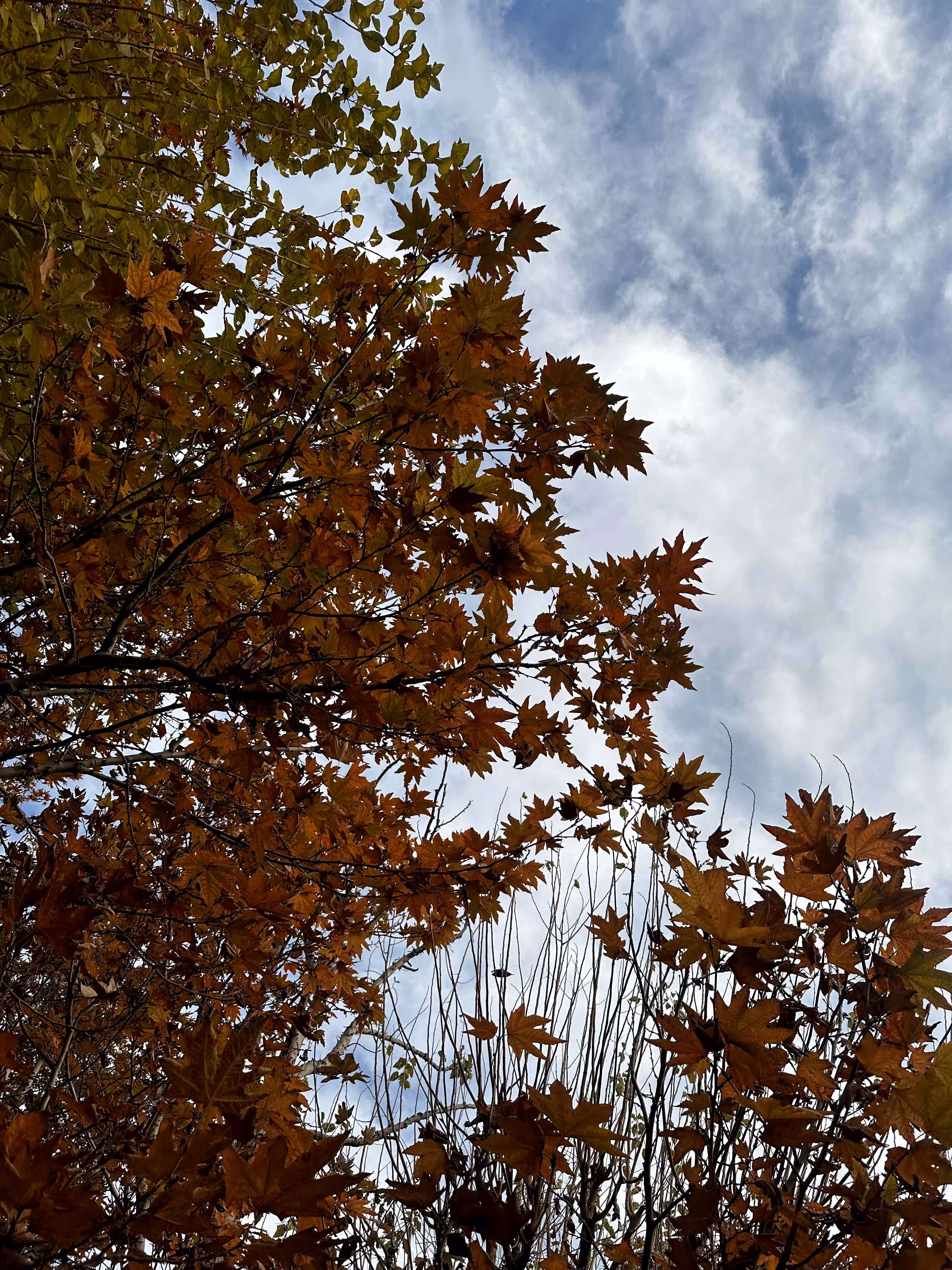 Merrylands.Photography: Merry-Photo 37