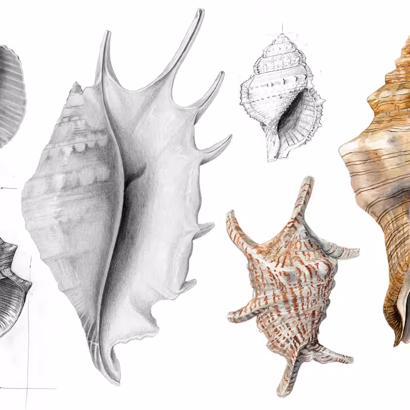 Malacology #7