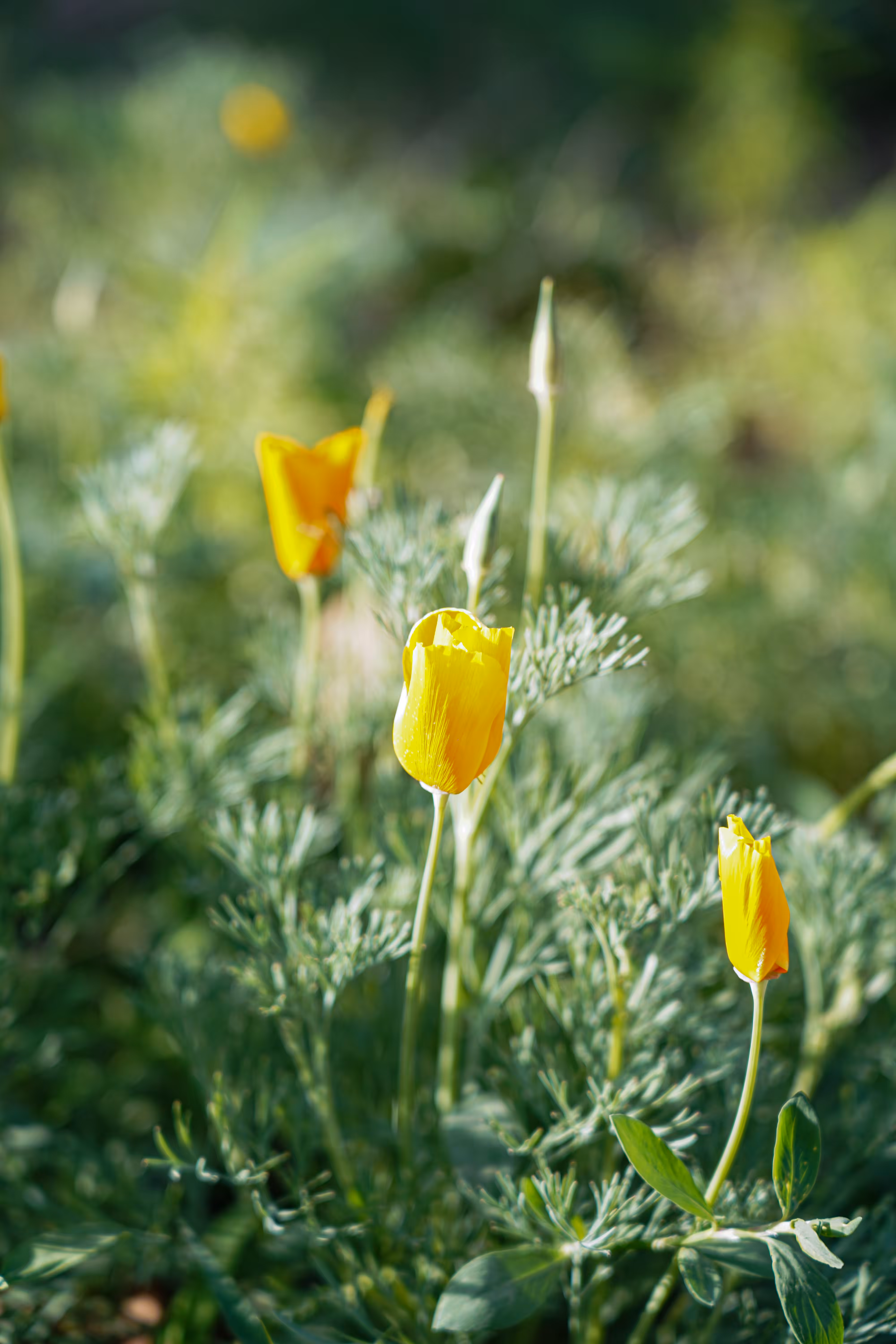 flowers: Single Color Bloom