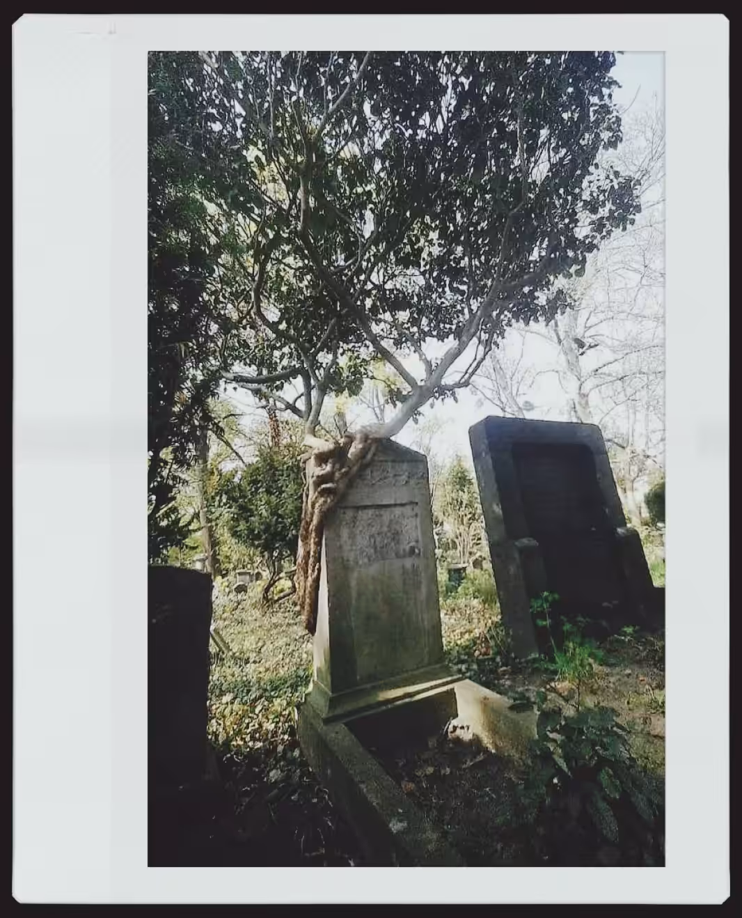 Wroclaw Jewish Cemetery