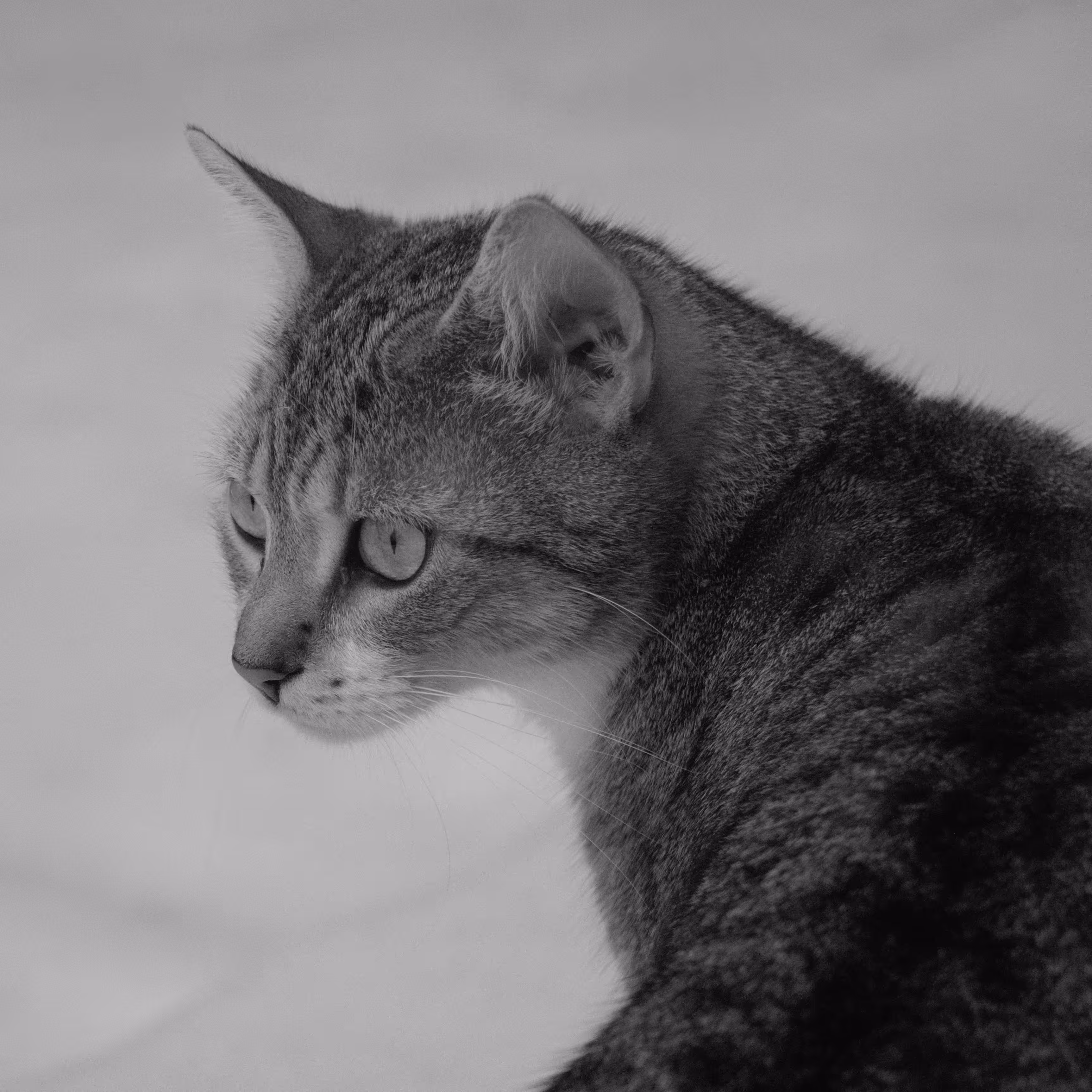 SQR/0015