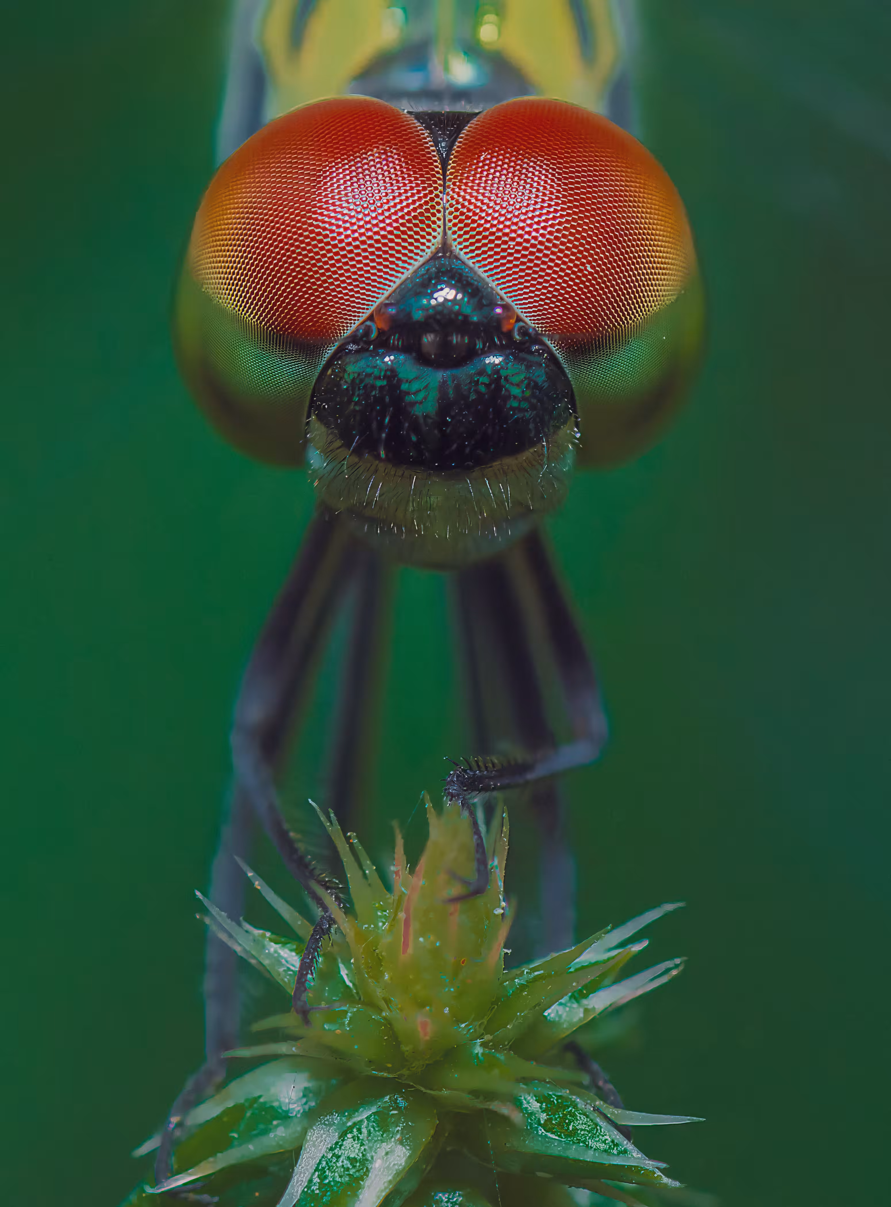 World through my Camera: The Story of 1000 Eyes