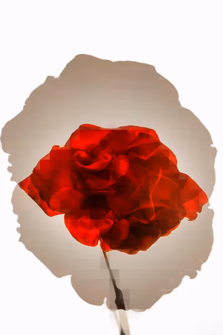 Flower #04
