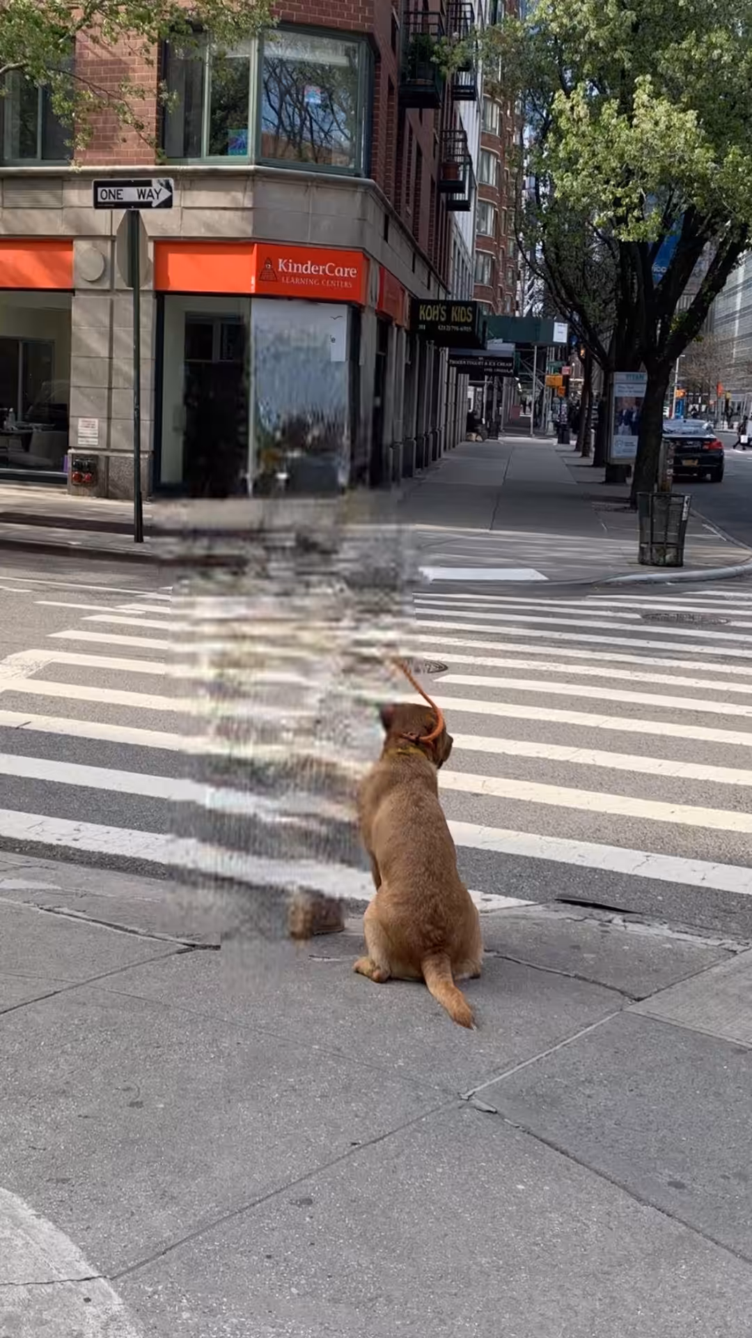 Post human dog: Matilda