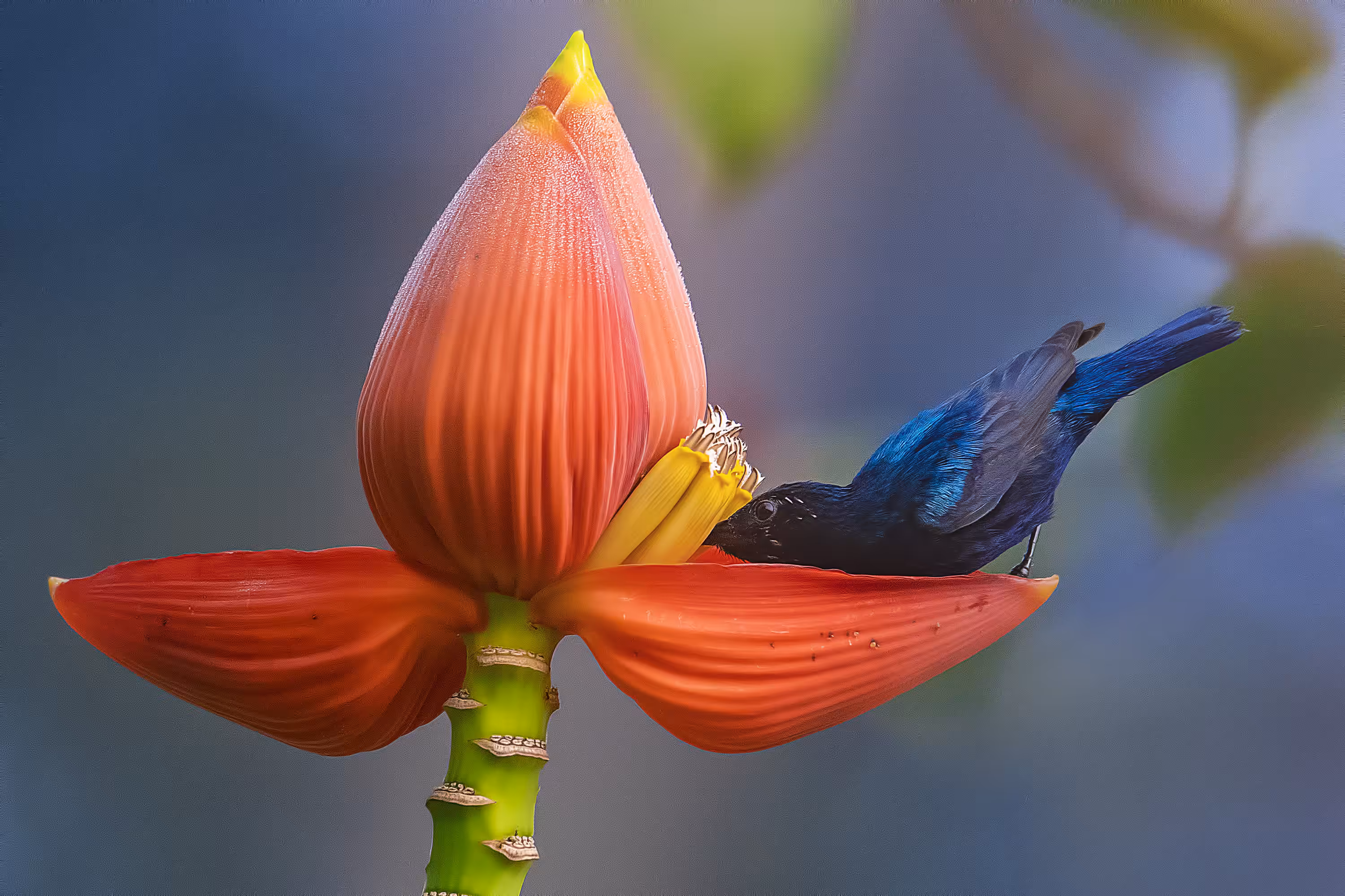 Purple Sunbird