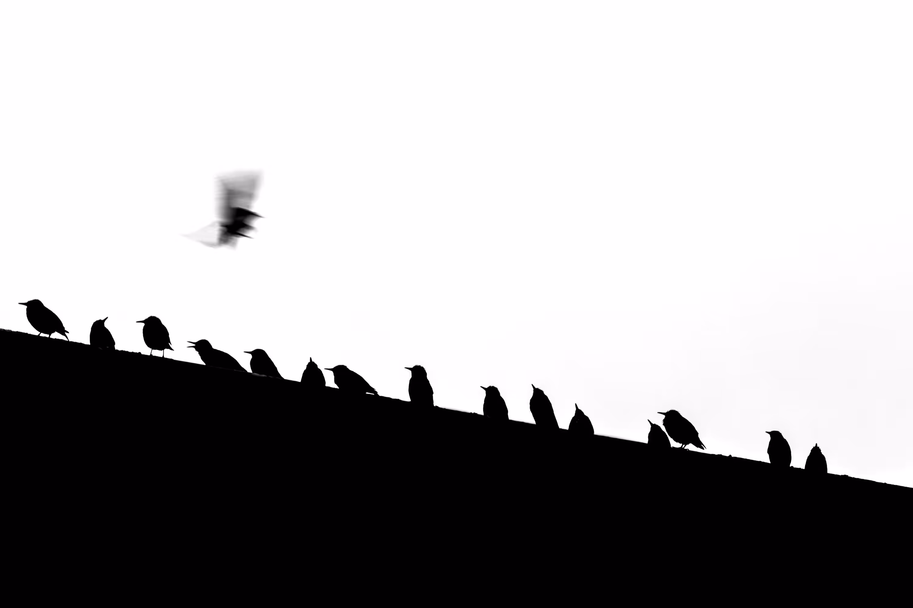 Tweet Tweet