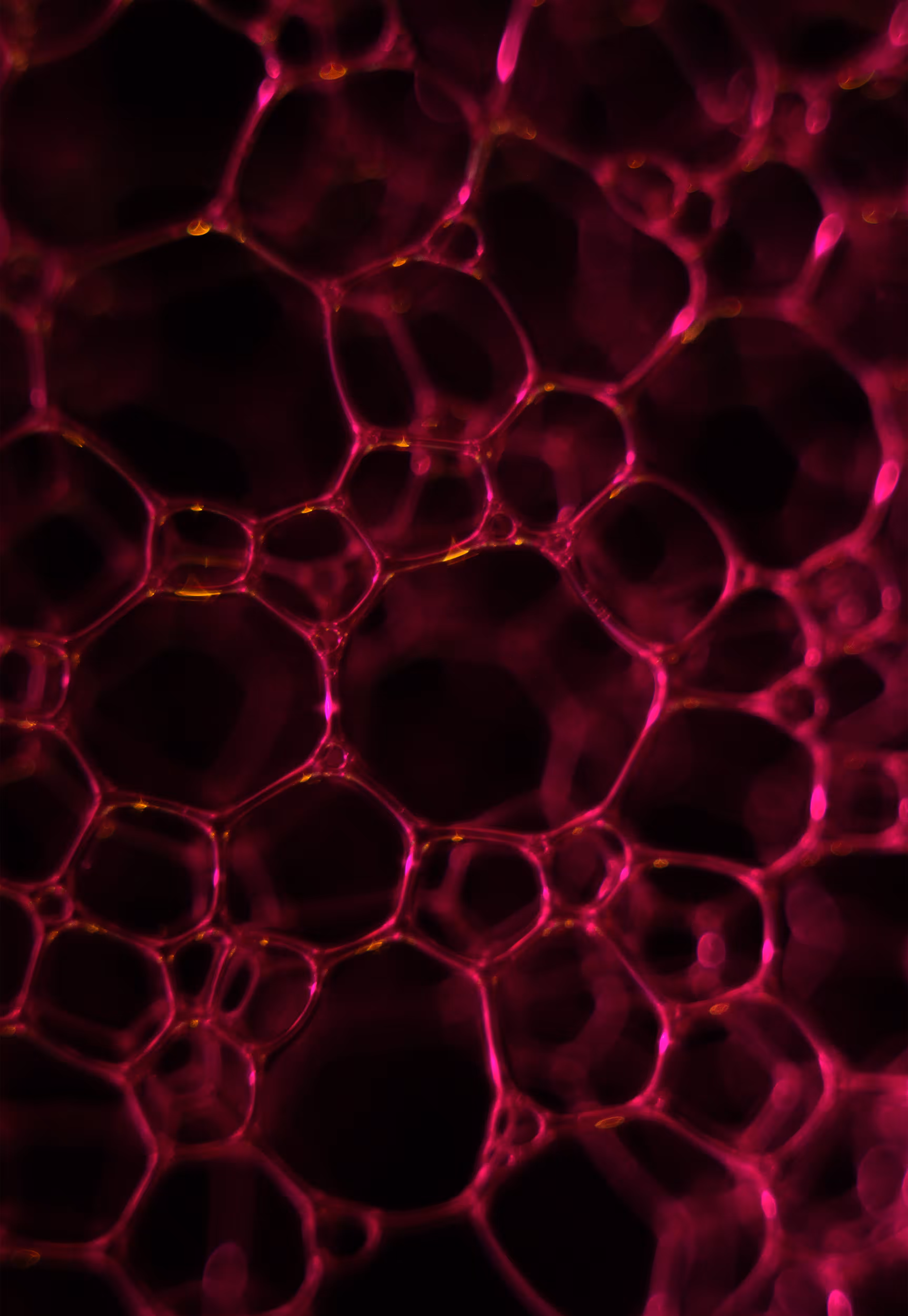 Abstract World of Soap Bubbles: #229 Bubbles