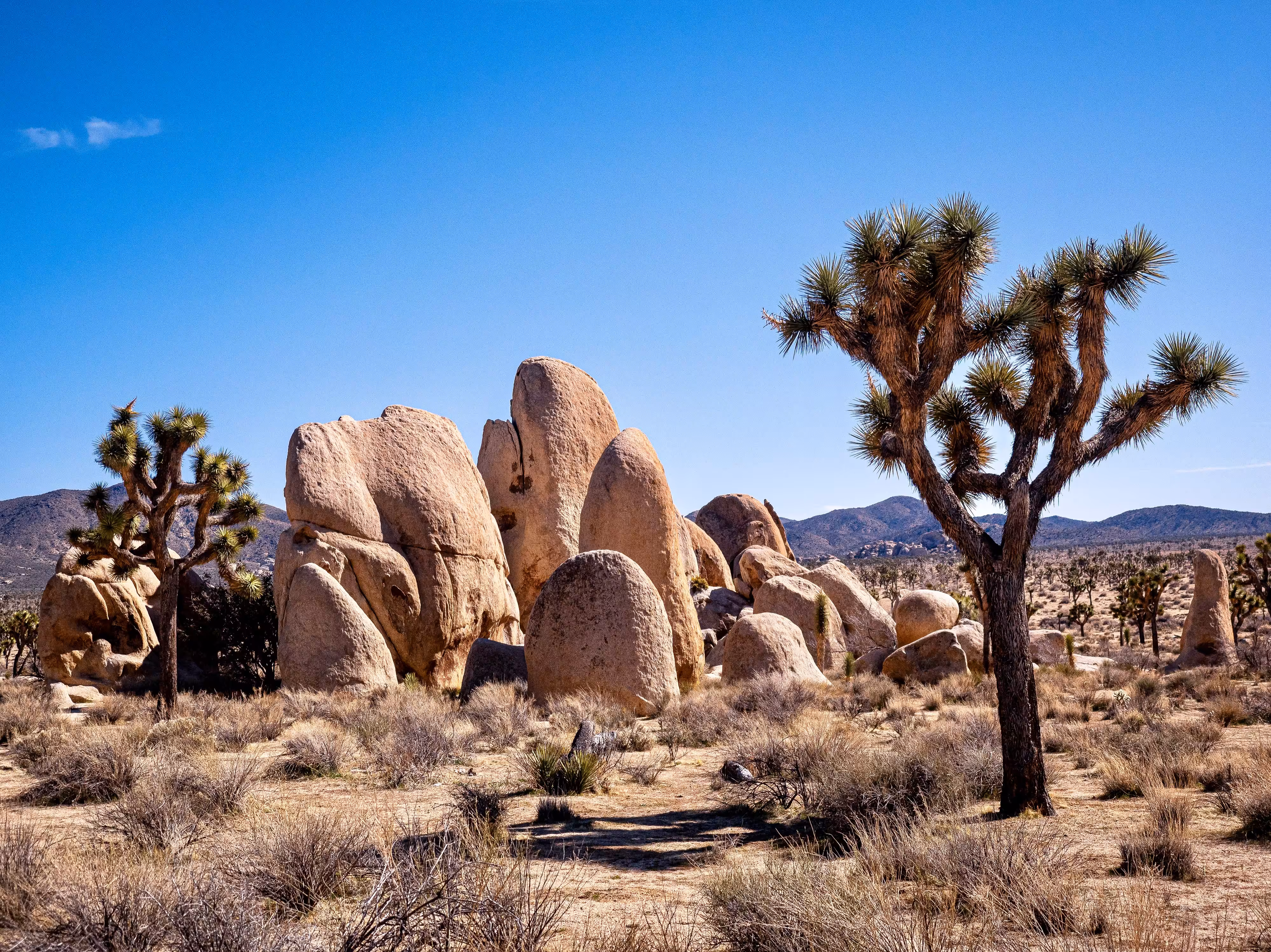 Joshua-Tree-Nationalpark