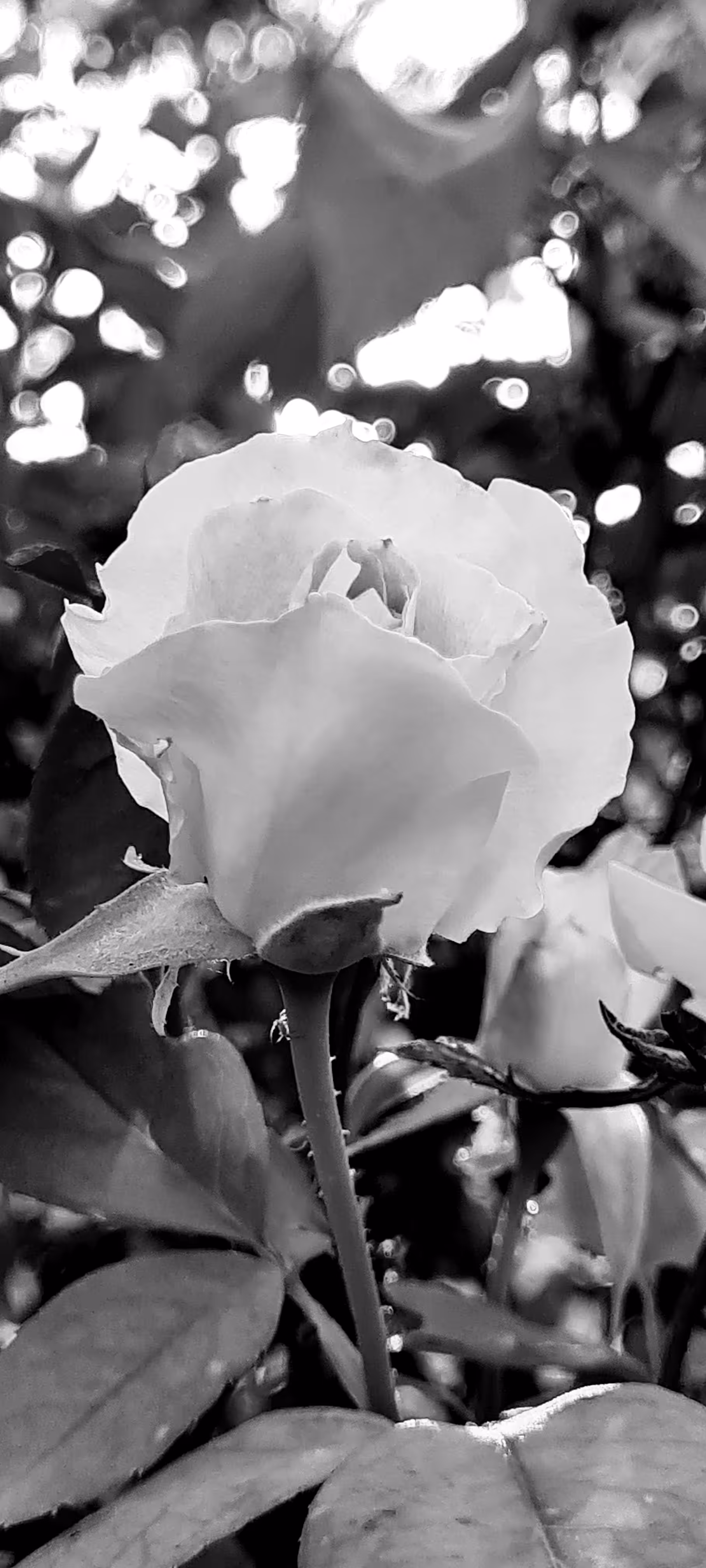 Sunset rose