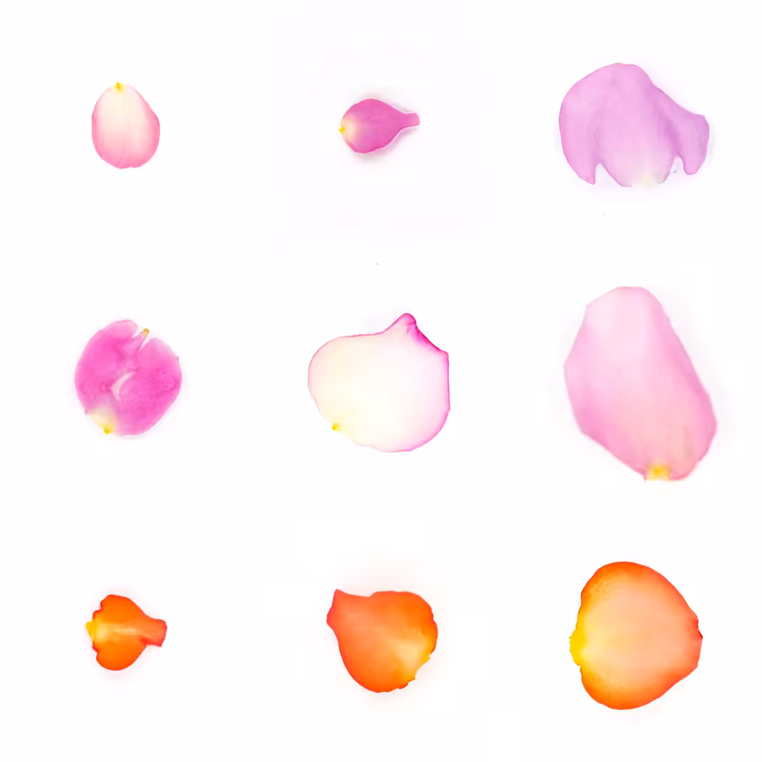 Infinite Petals 3x3#20202