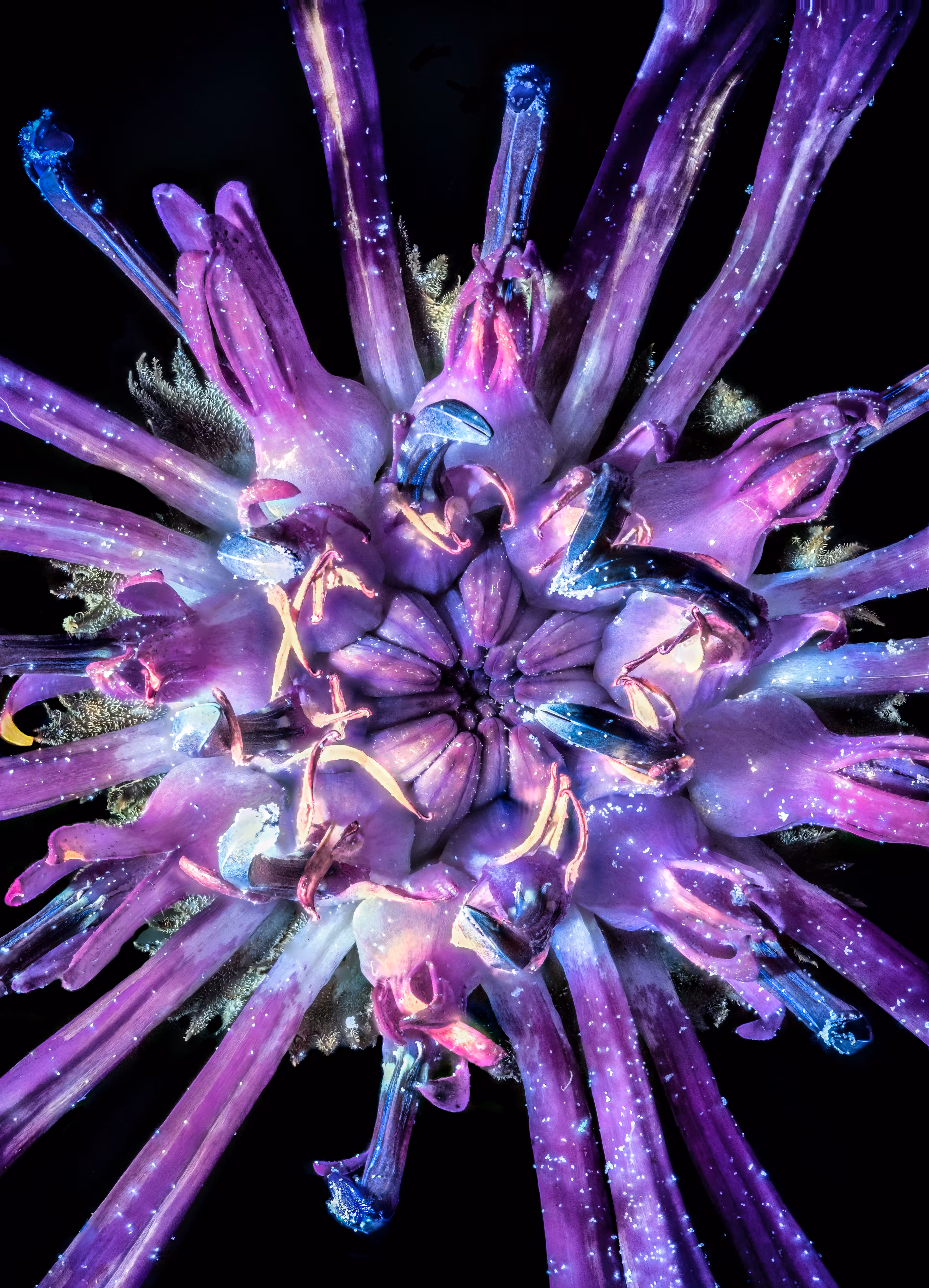 Cornflower