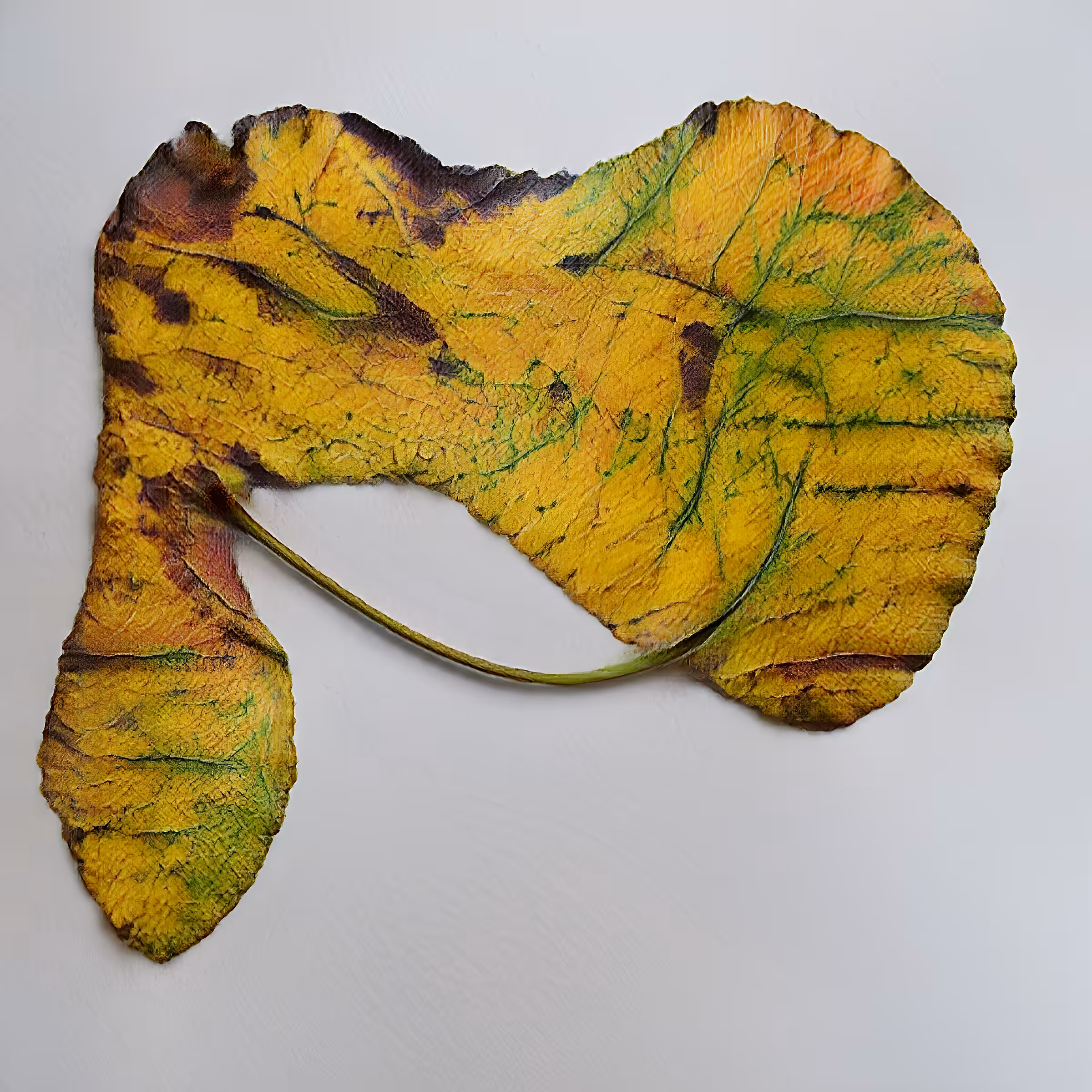 Leaves of Manifold, a fine sample