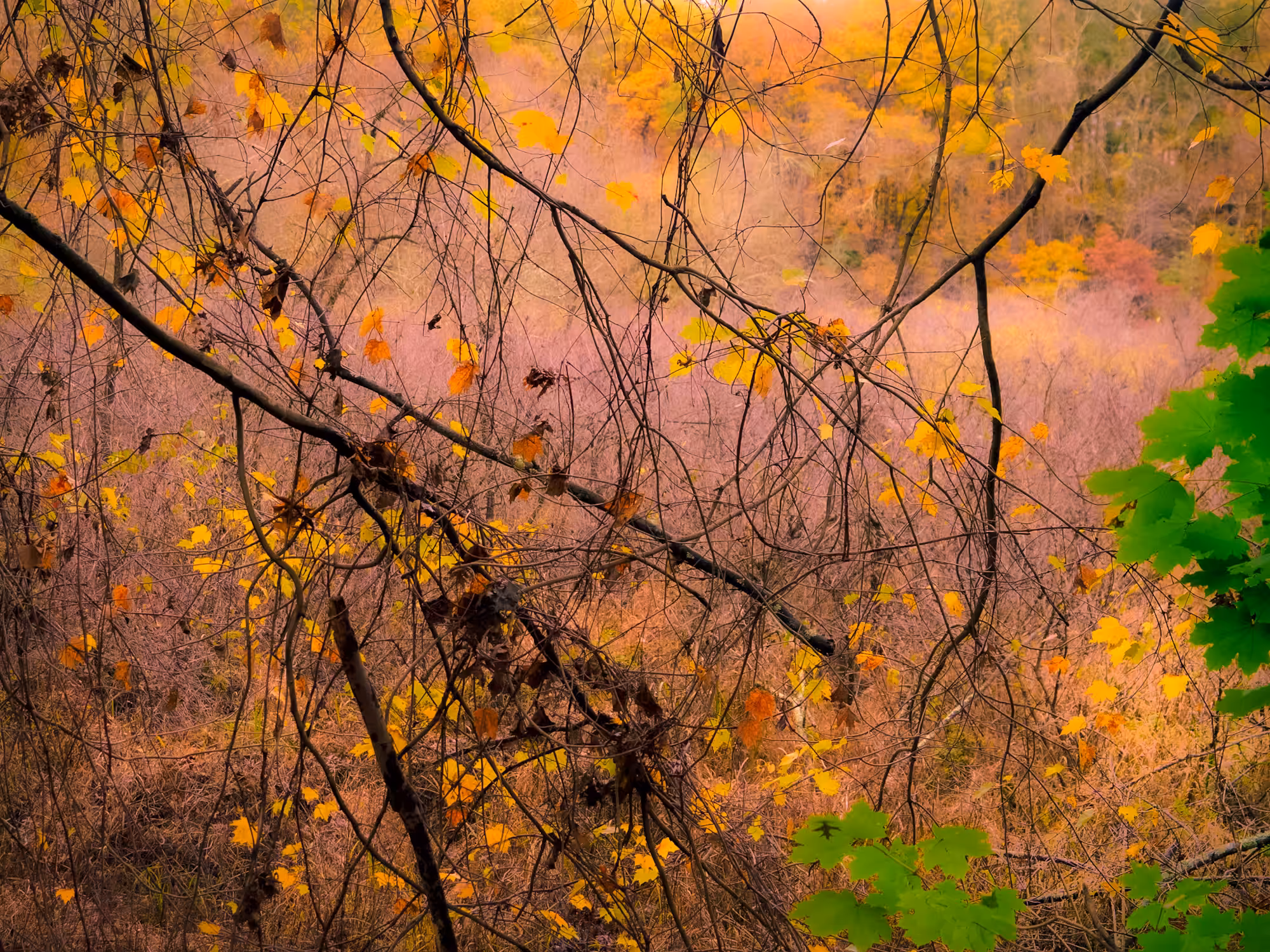 Autumn Blaze 