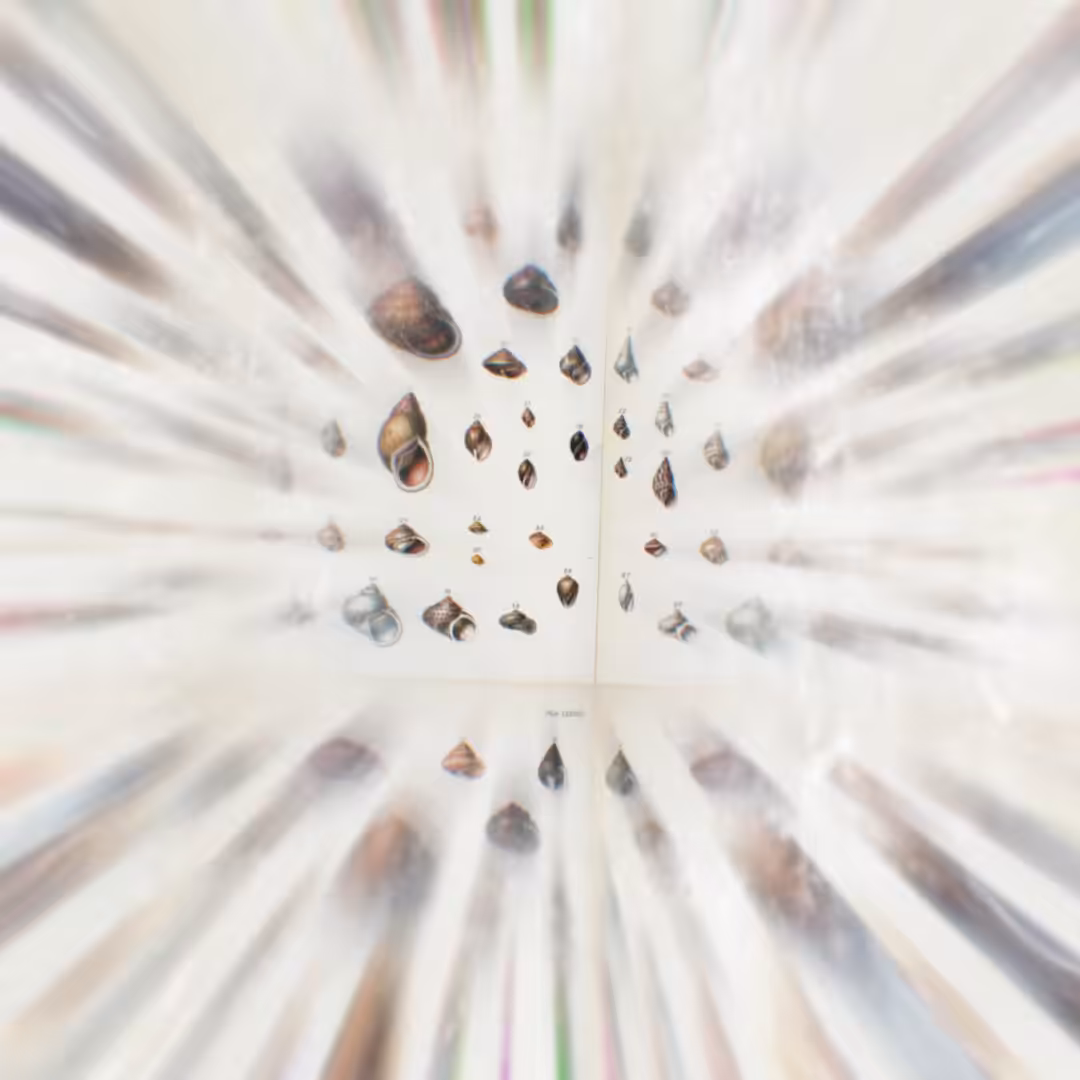 KINESTASIS EVOLUTION