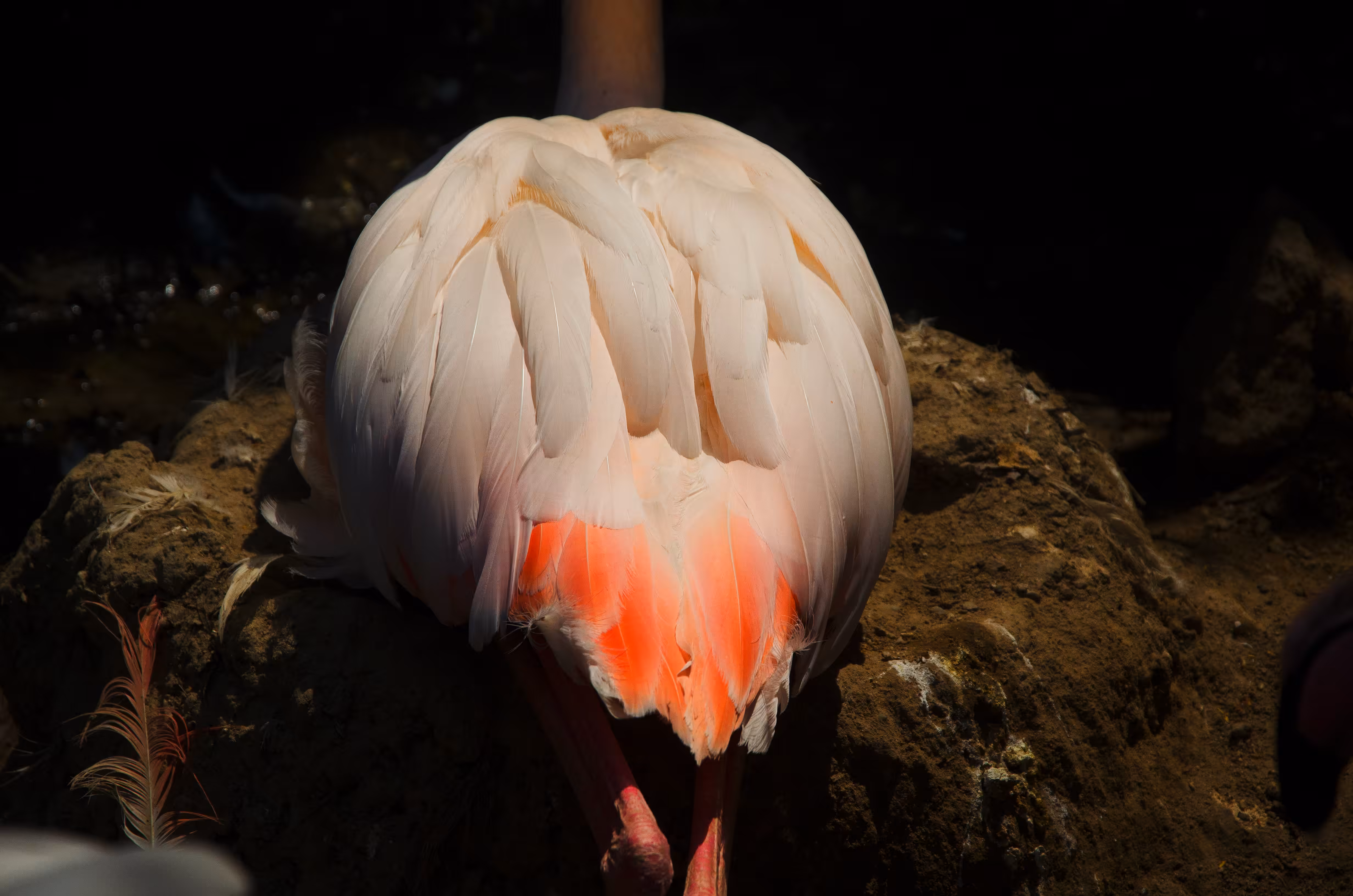 The zoo, 10 Flamingo