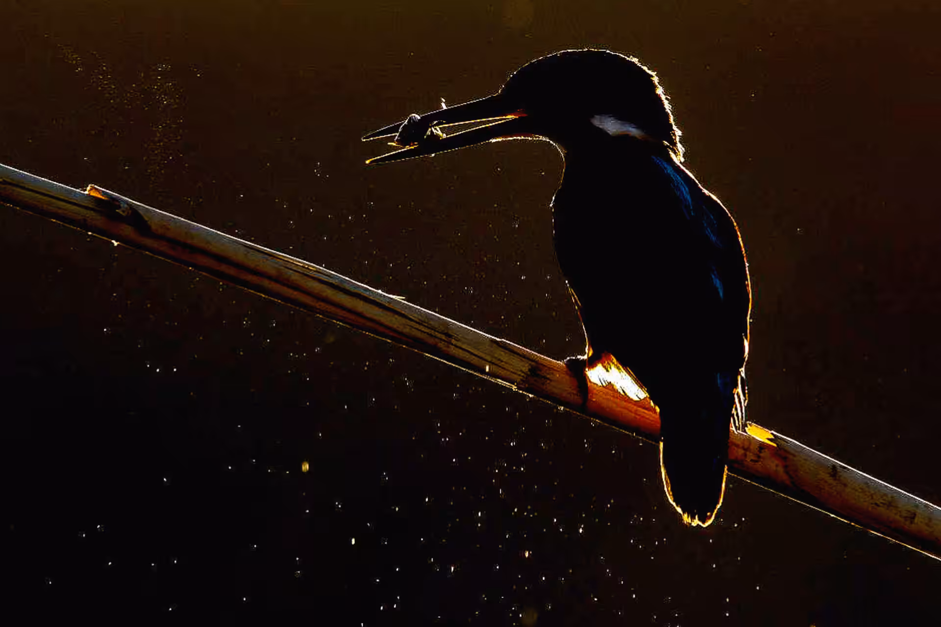 Kingfisher