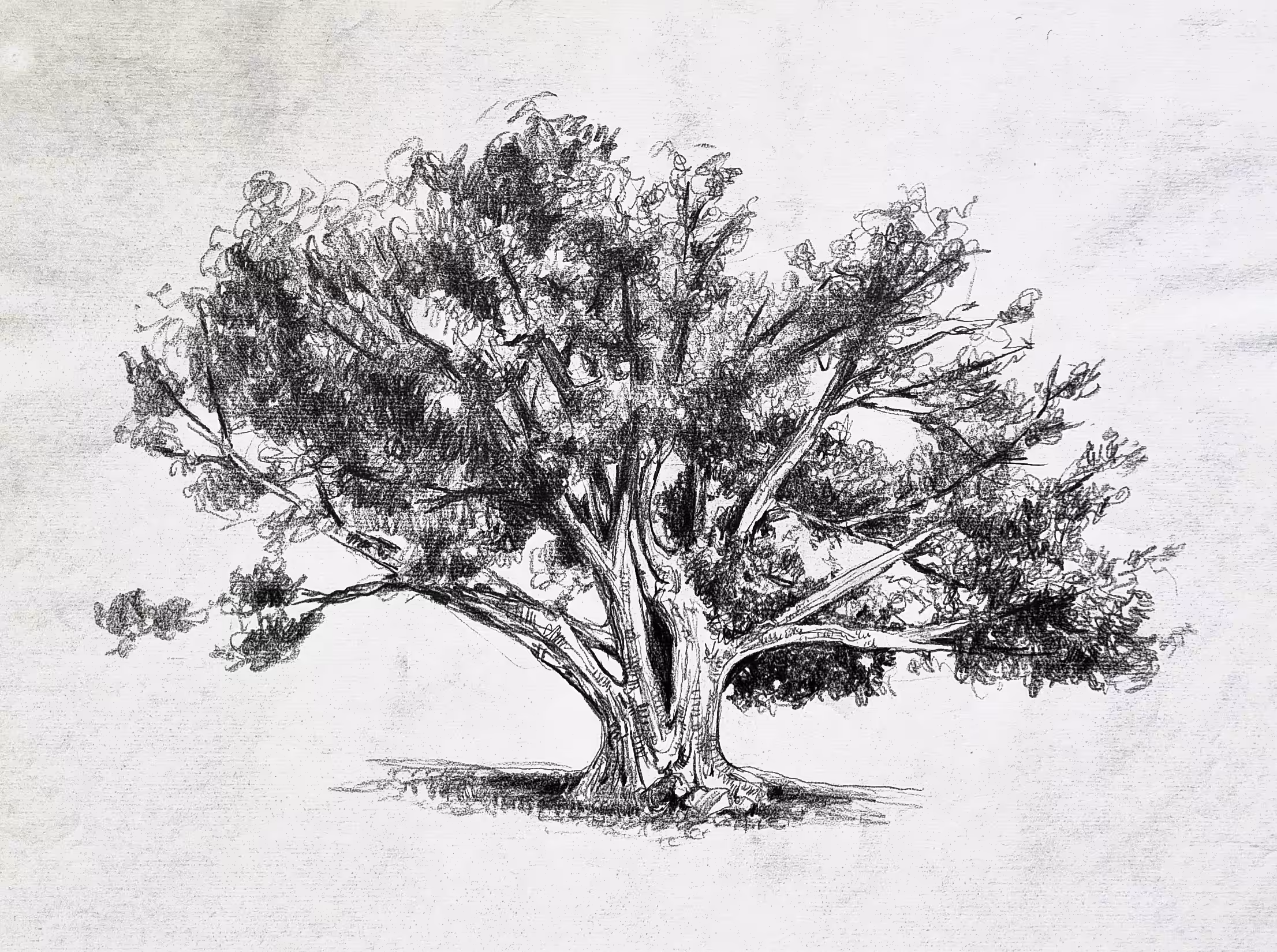 single tree-01