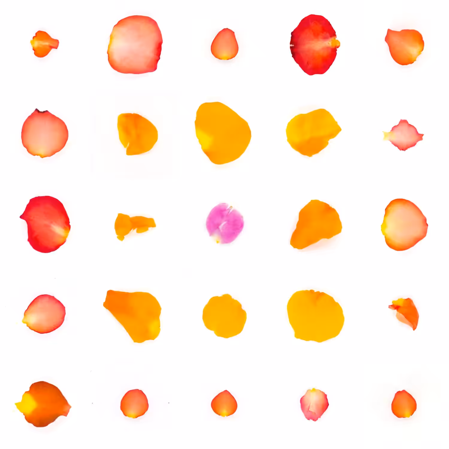 Infinite Petals 5x5#703