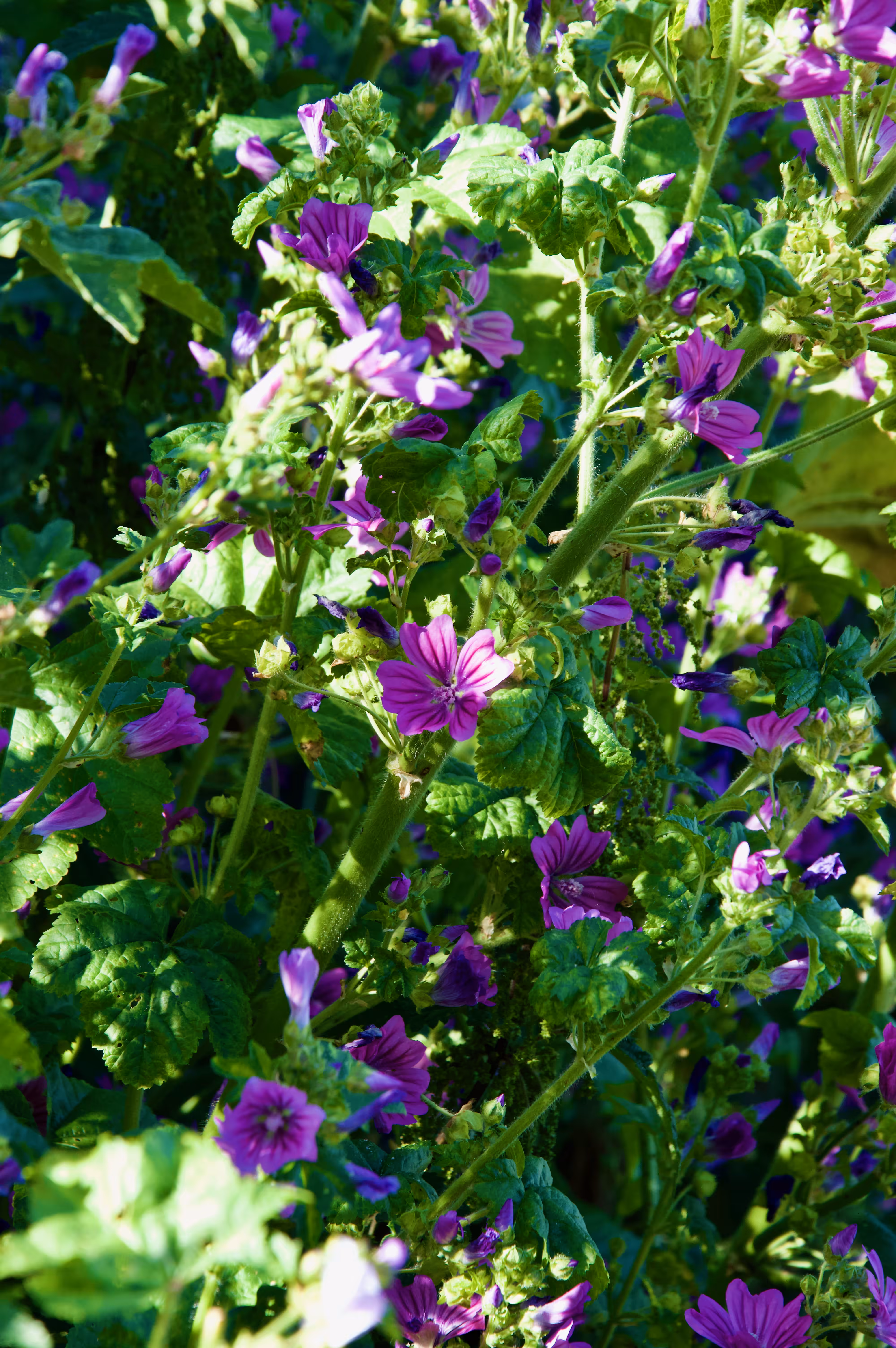 Hardy geraniums