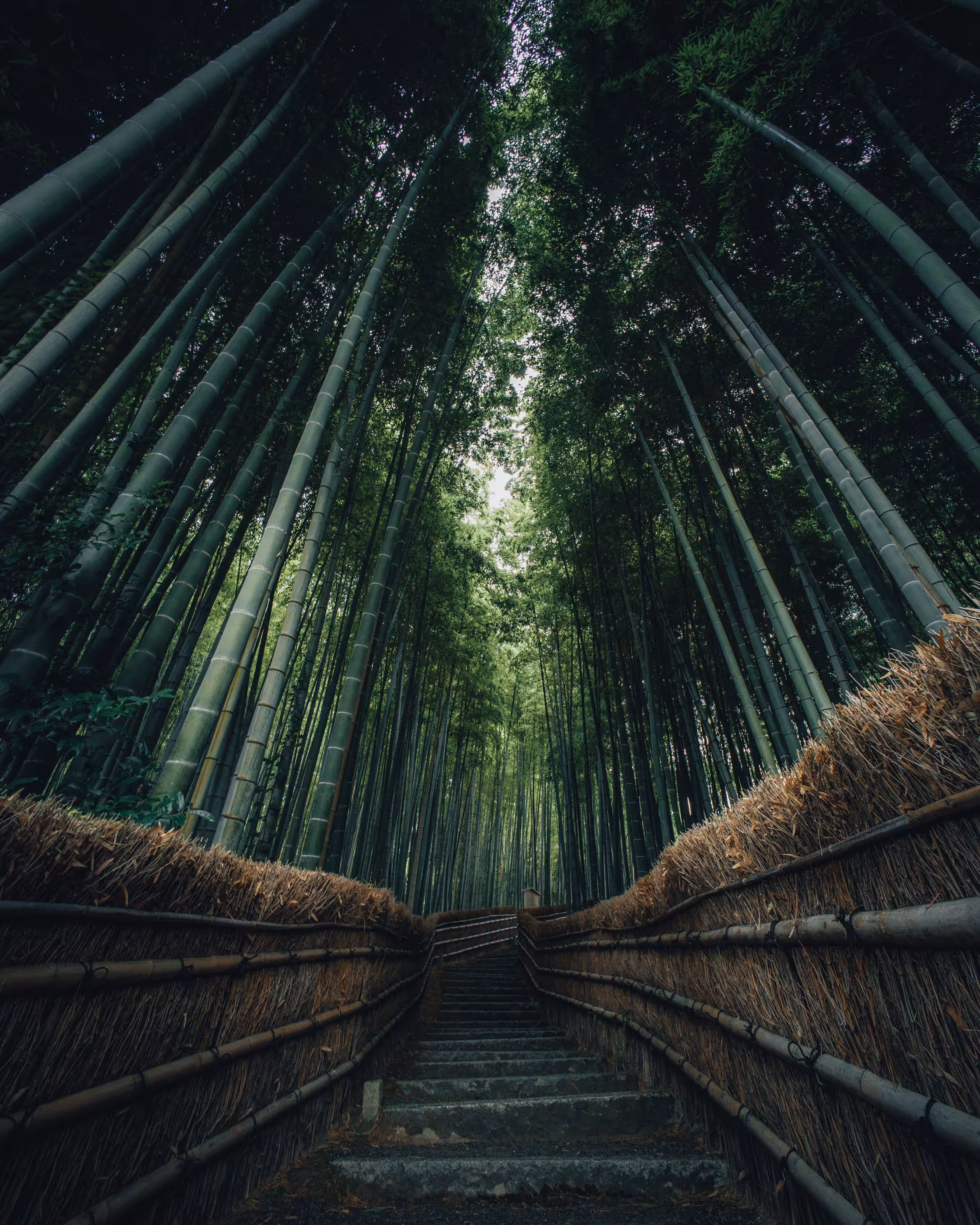 Hidden Roads of Arashiyama 