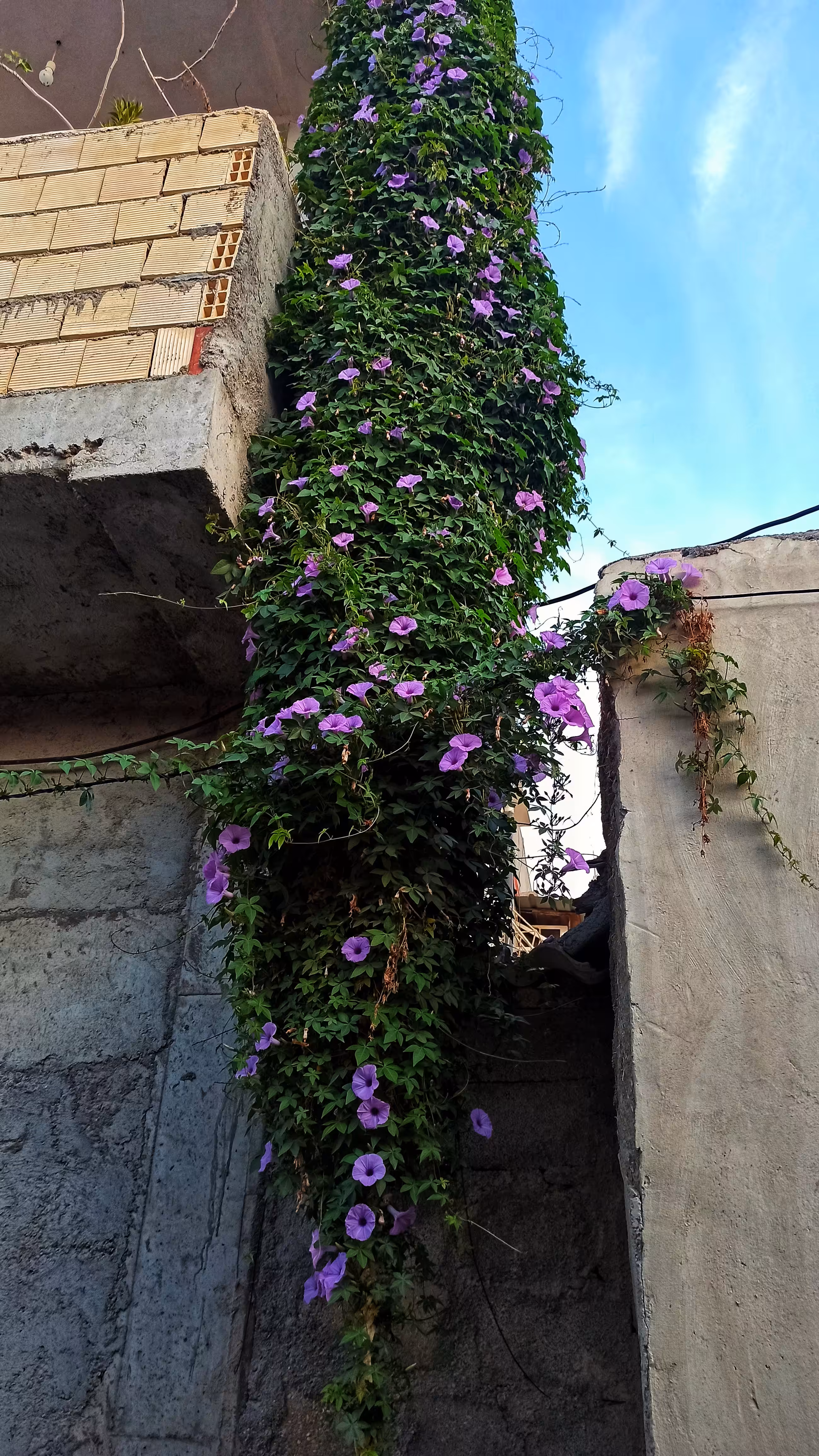Daily  photography: Purple flowers