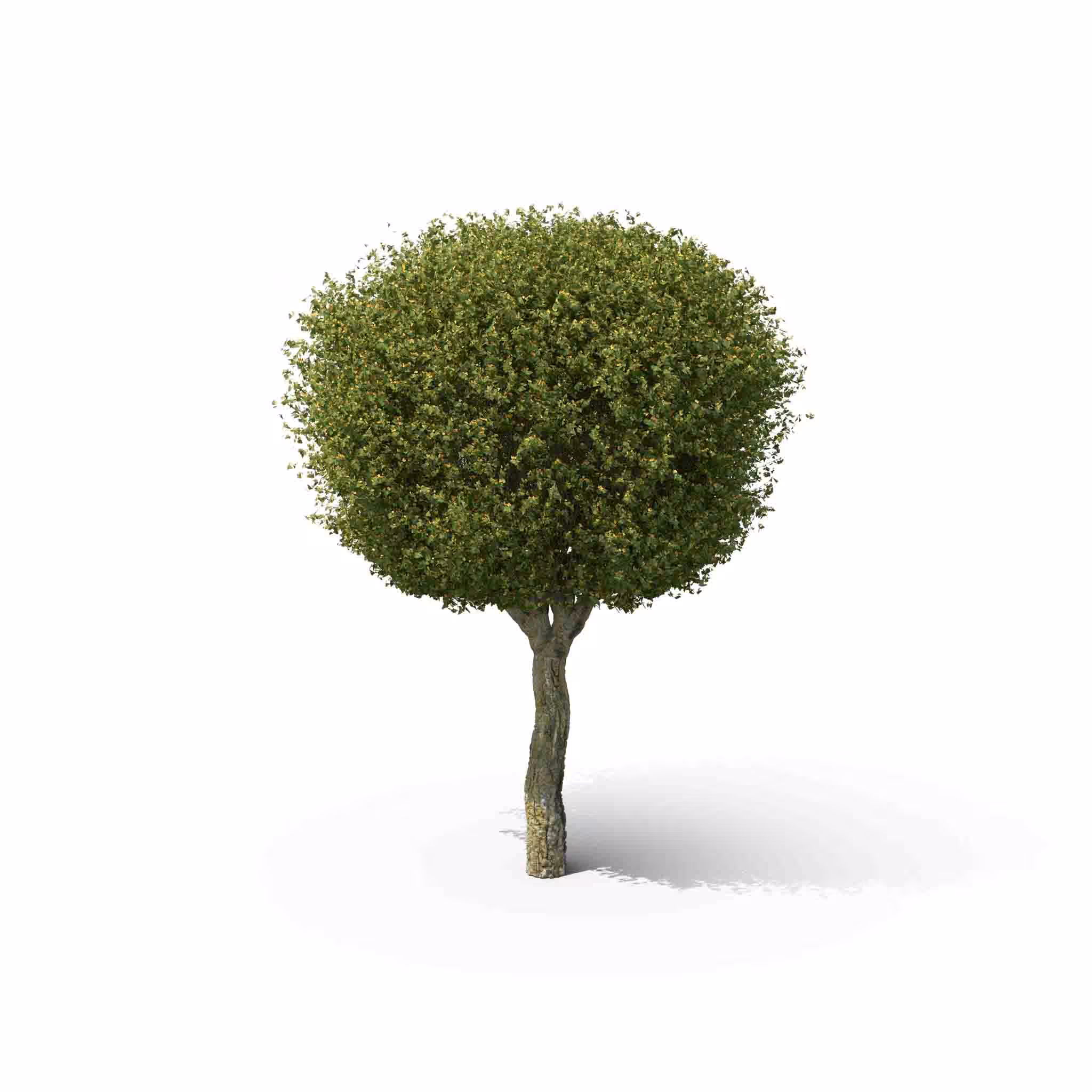 Your Tree I English Hawthor