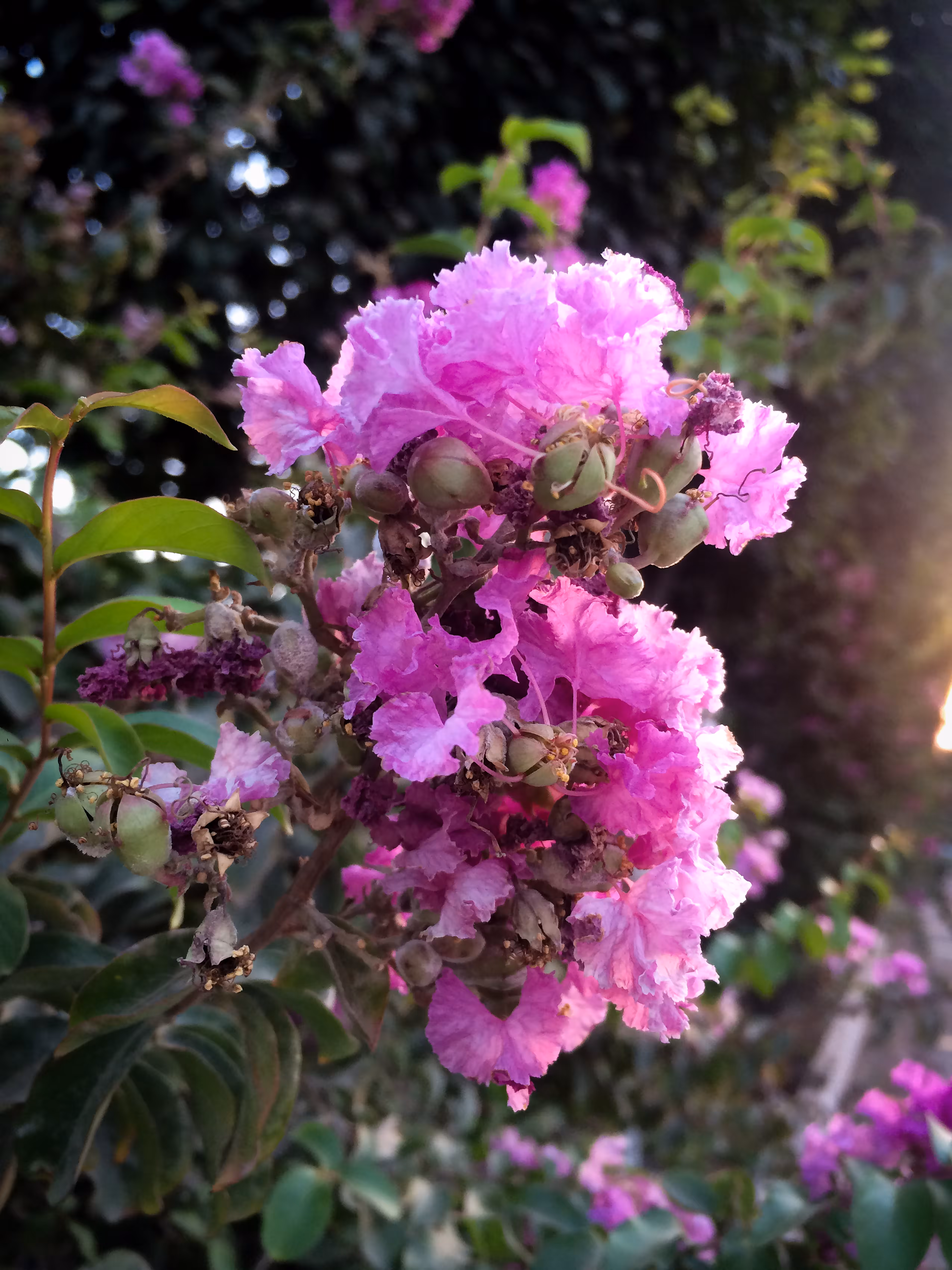 Merrylands.Photography: Merry-Photo 19