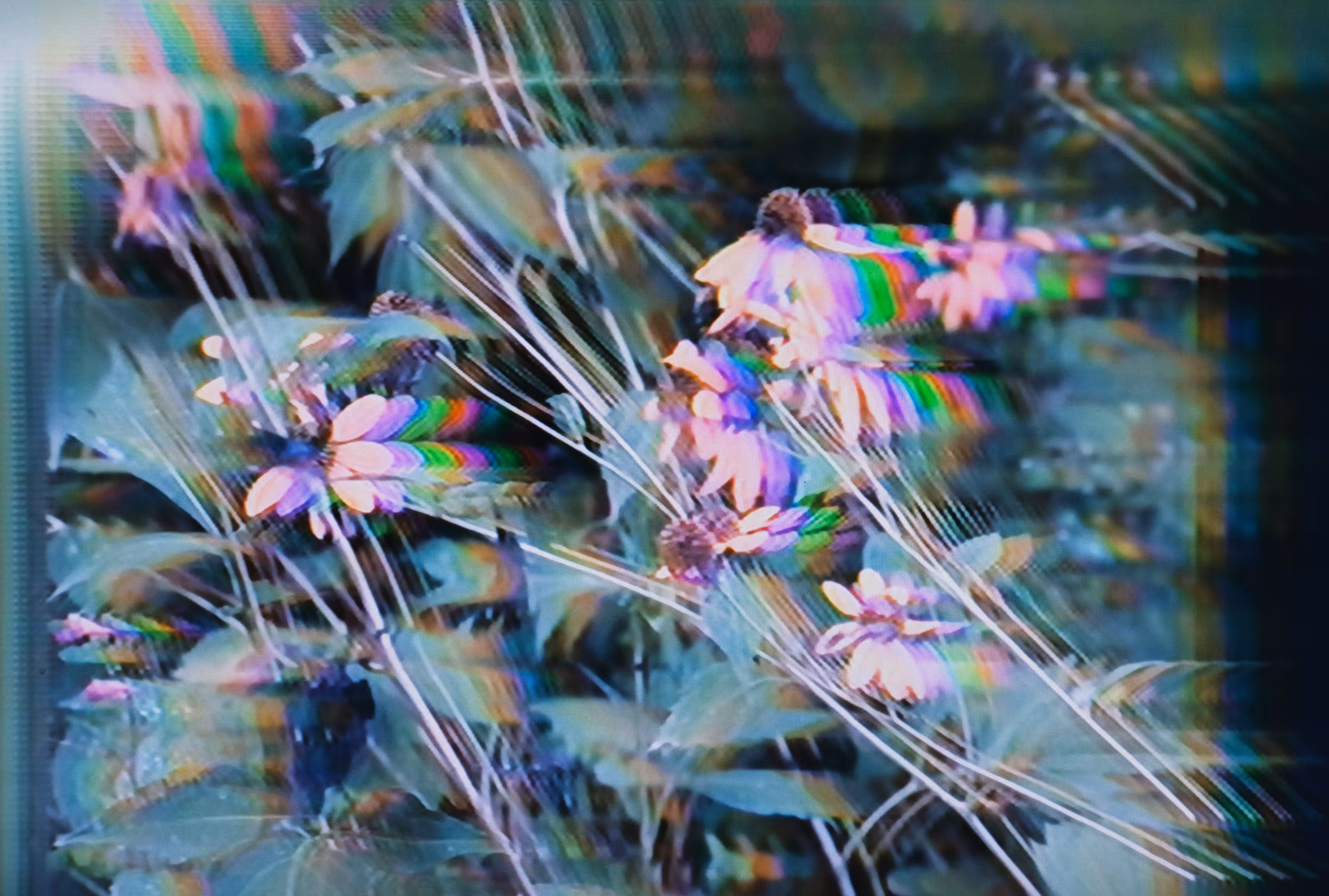 Wildflower 