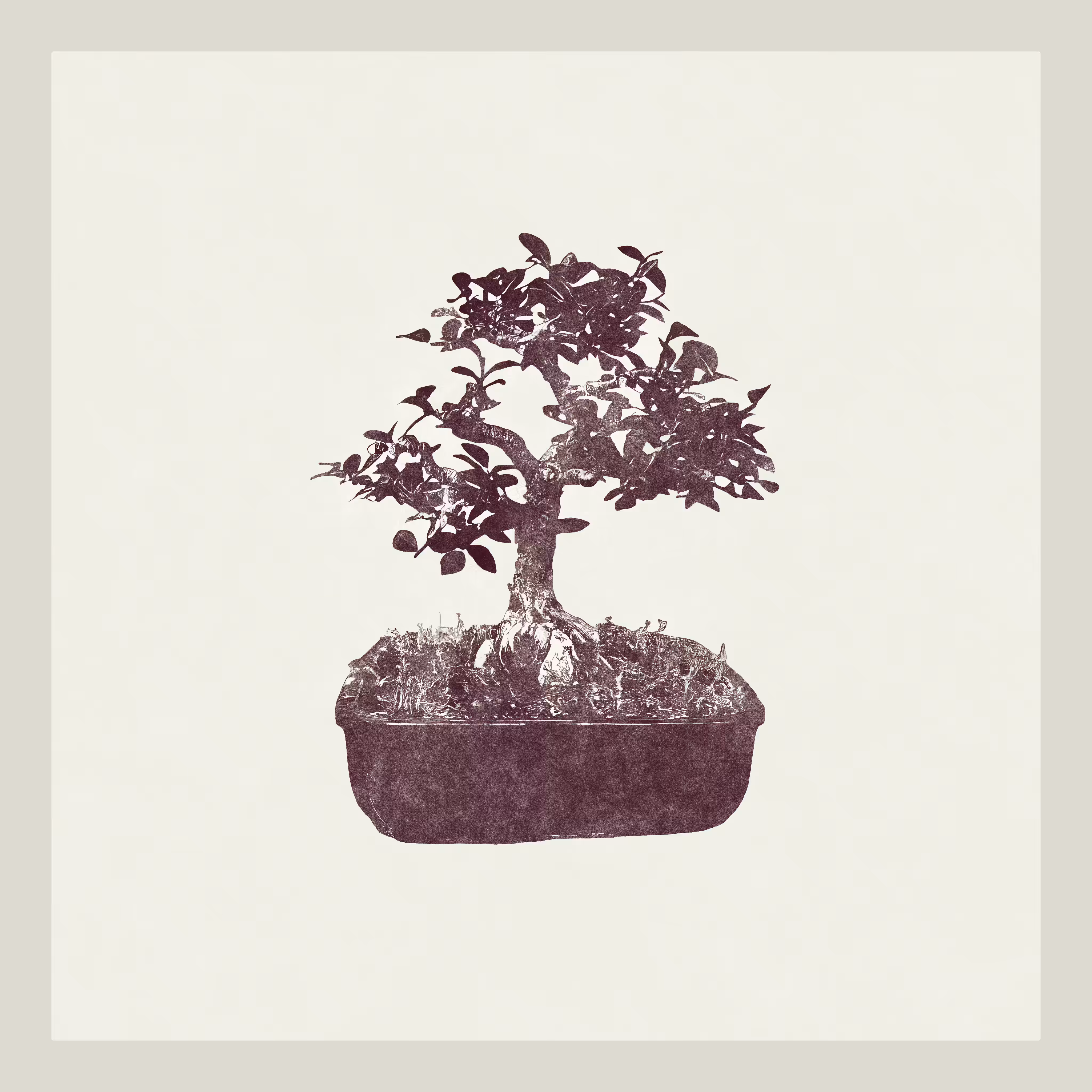 Chinese elm Bonzai generative tree
