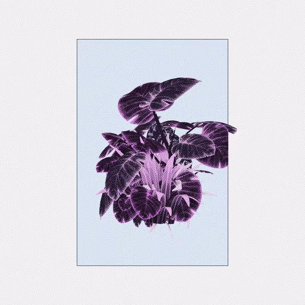 Botany #186