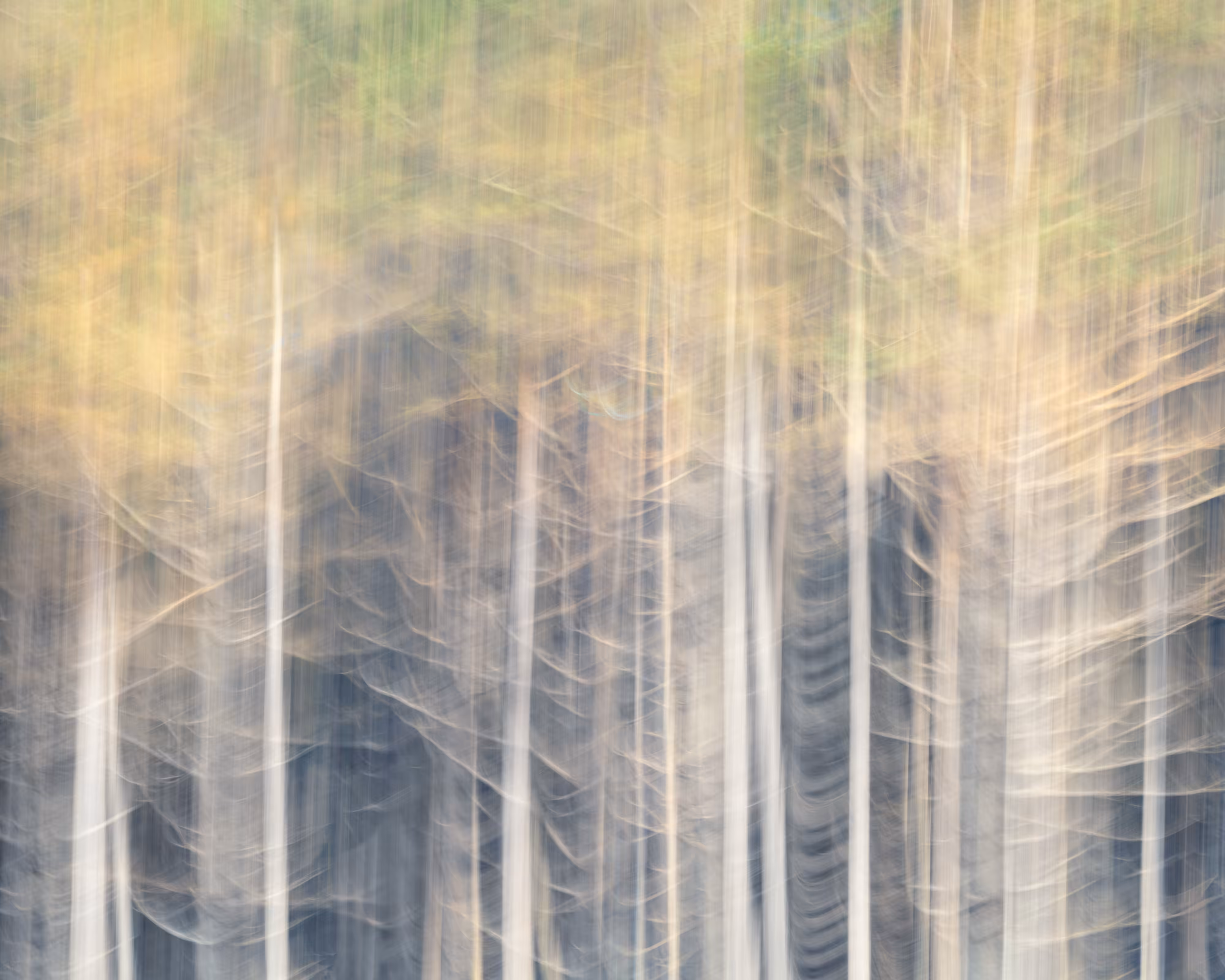 TJ Thorne: Forest Edge