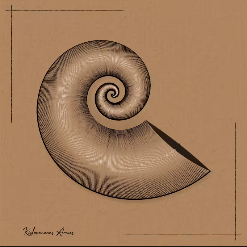 Ammonites #18