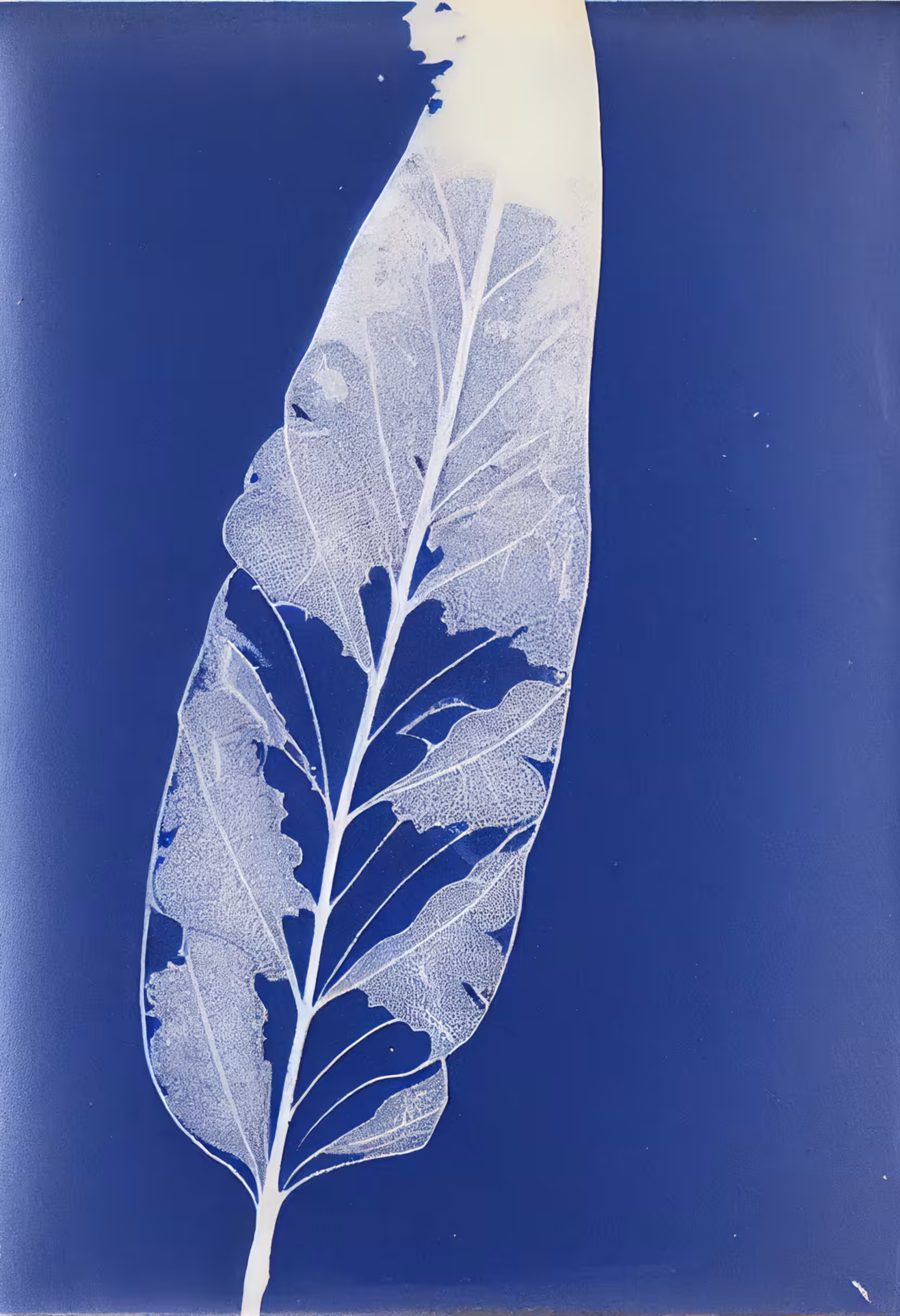 Gum Leaf, Photogenic Drawing (cyanotype), 1849