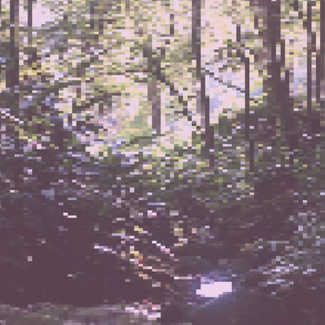 floresta mágica.1