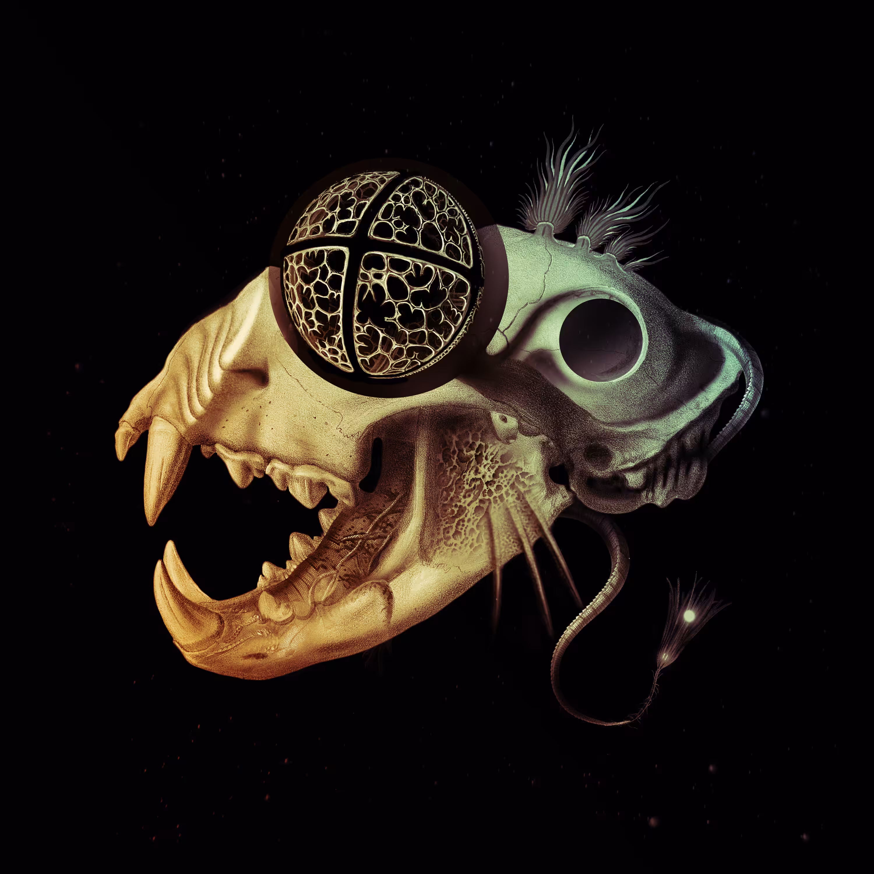 Rare Alien Skull