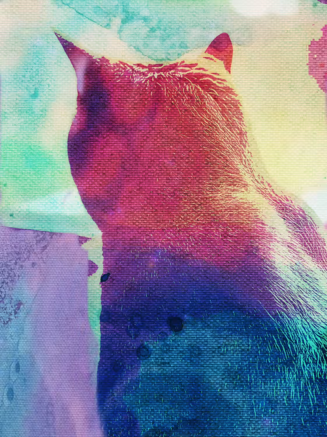 Mr Whiskers