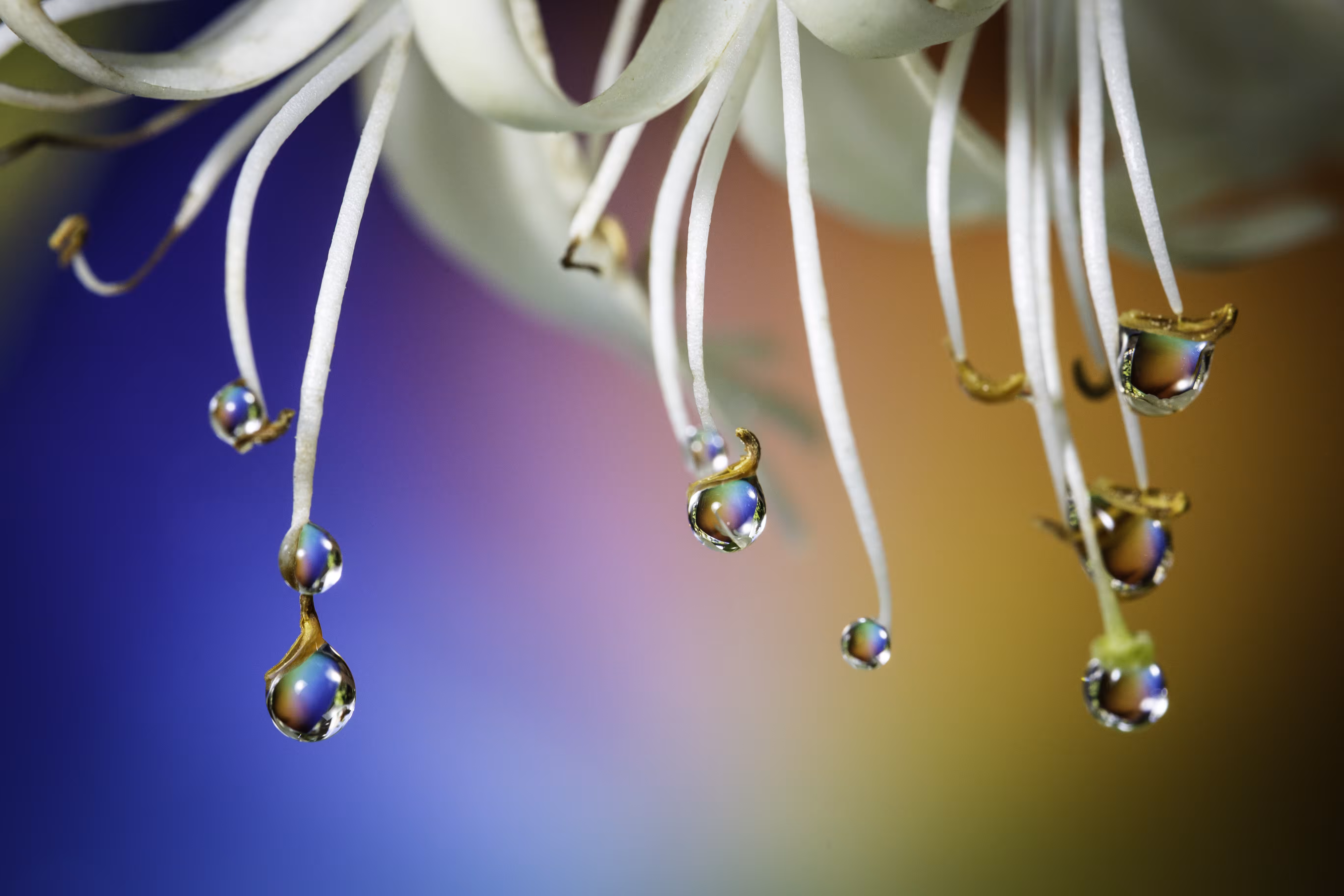 Purity