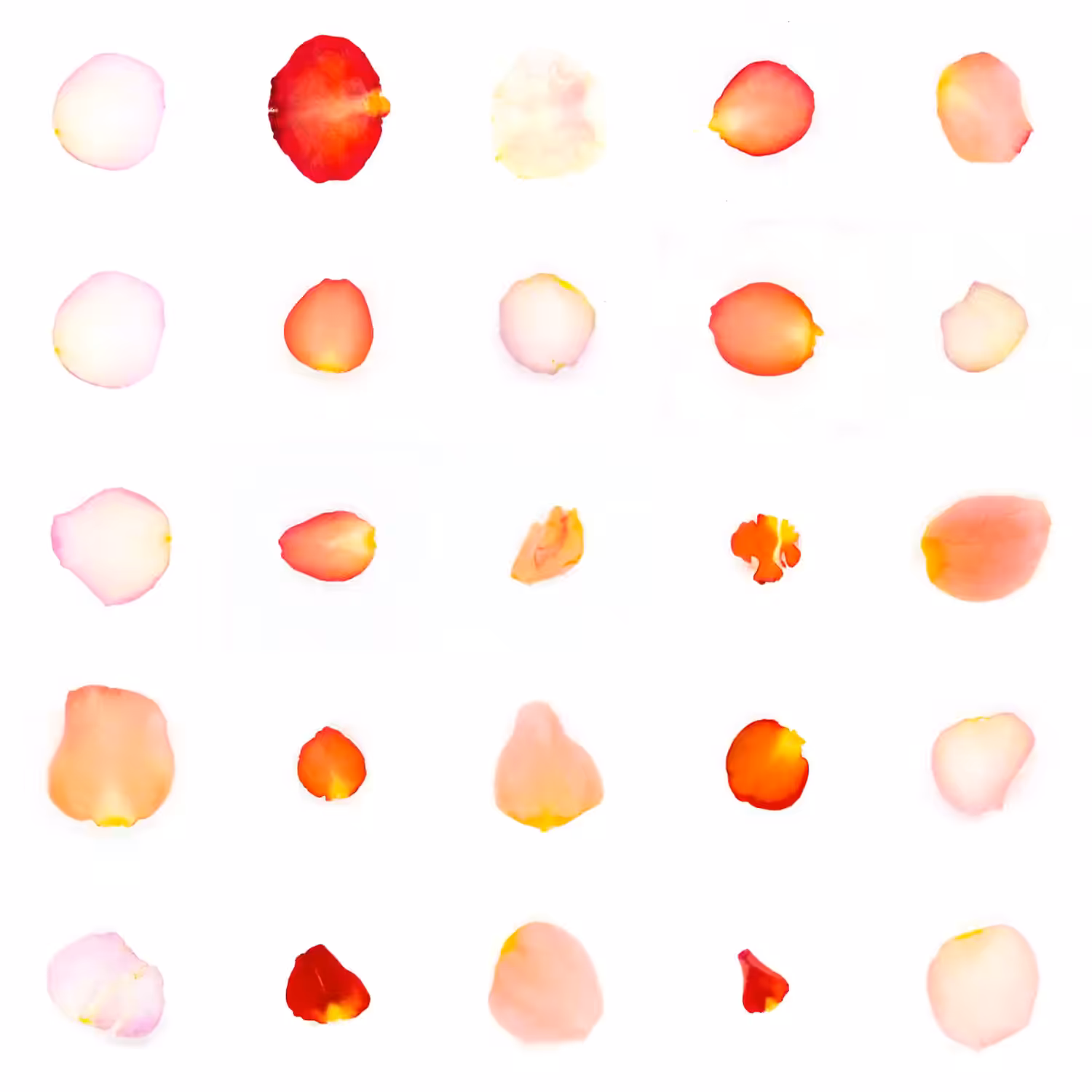 Infinite Petals 5x5#20107