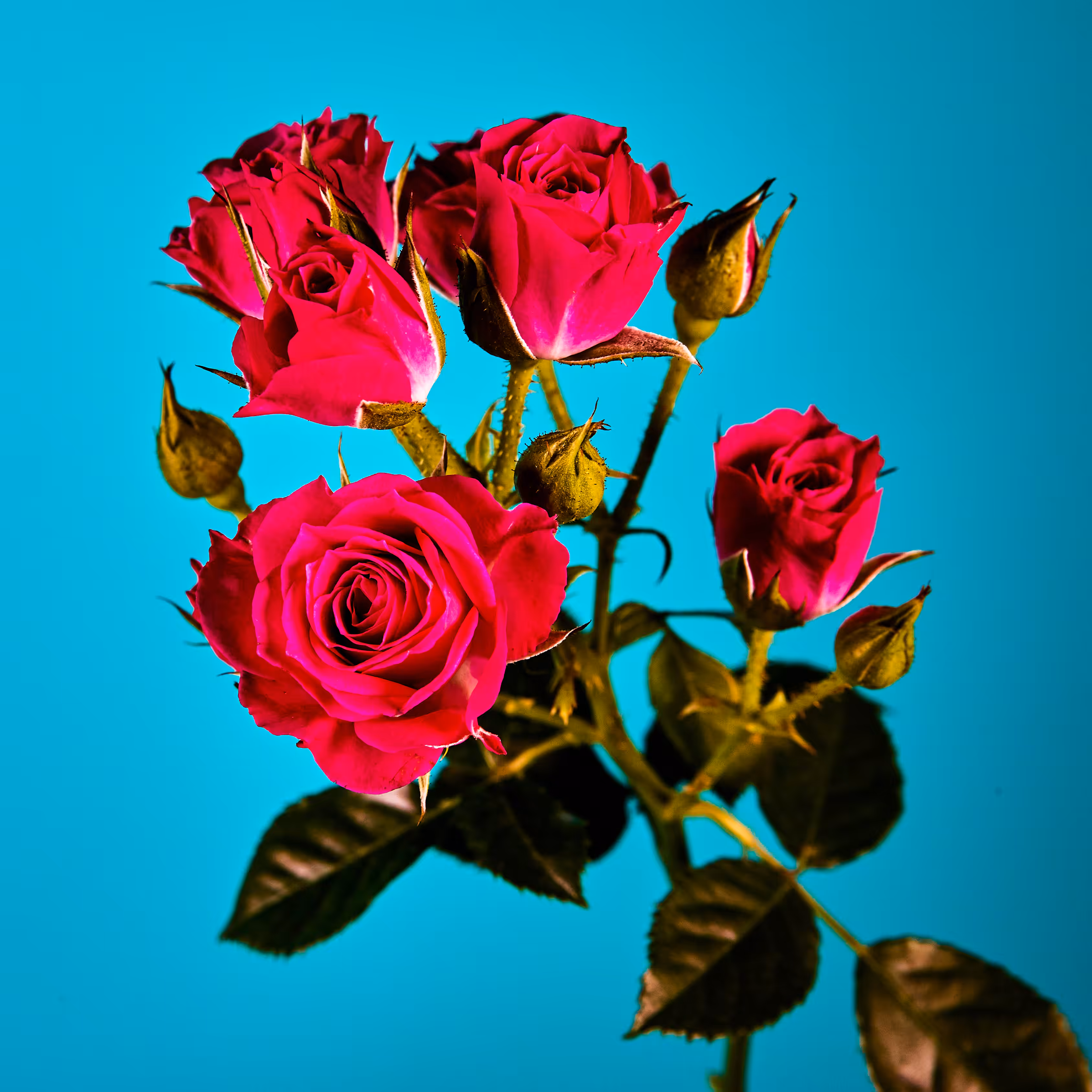 Flower #31