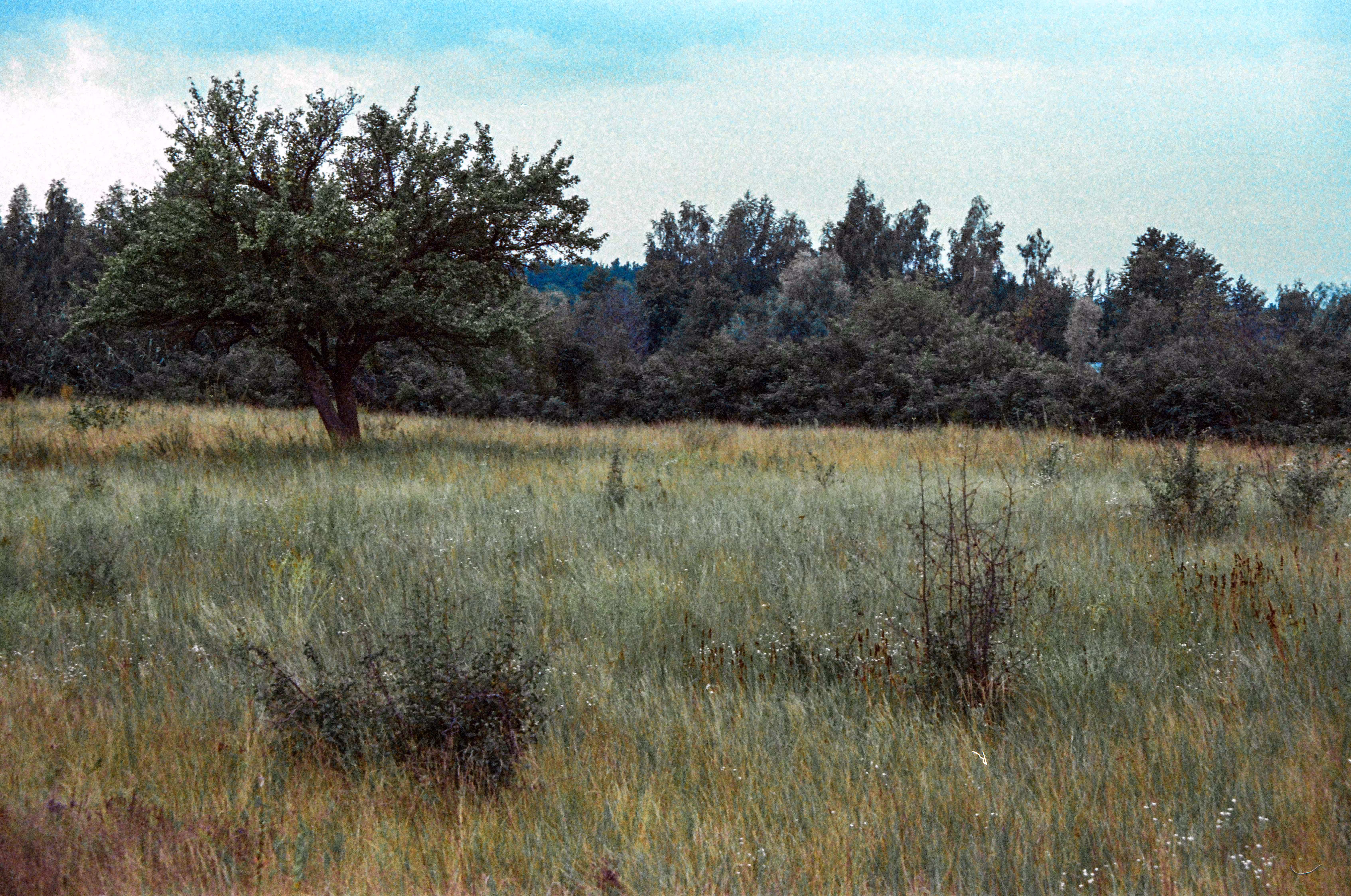 Field of Spleen