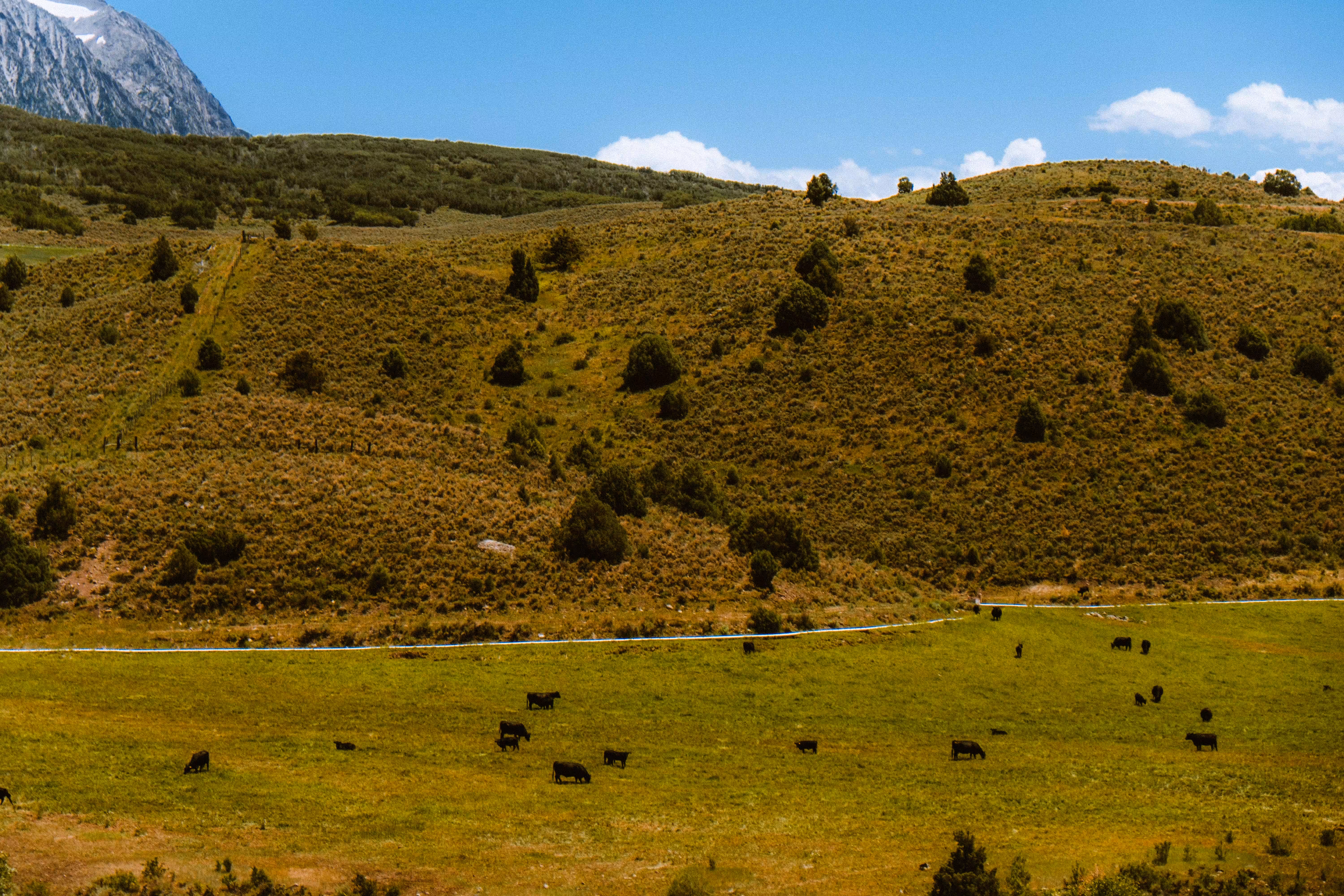 Cow Spotting