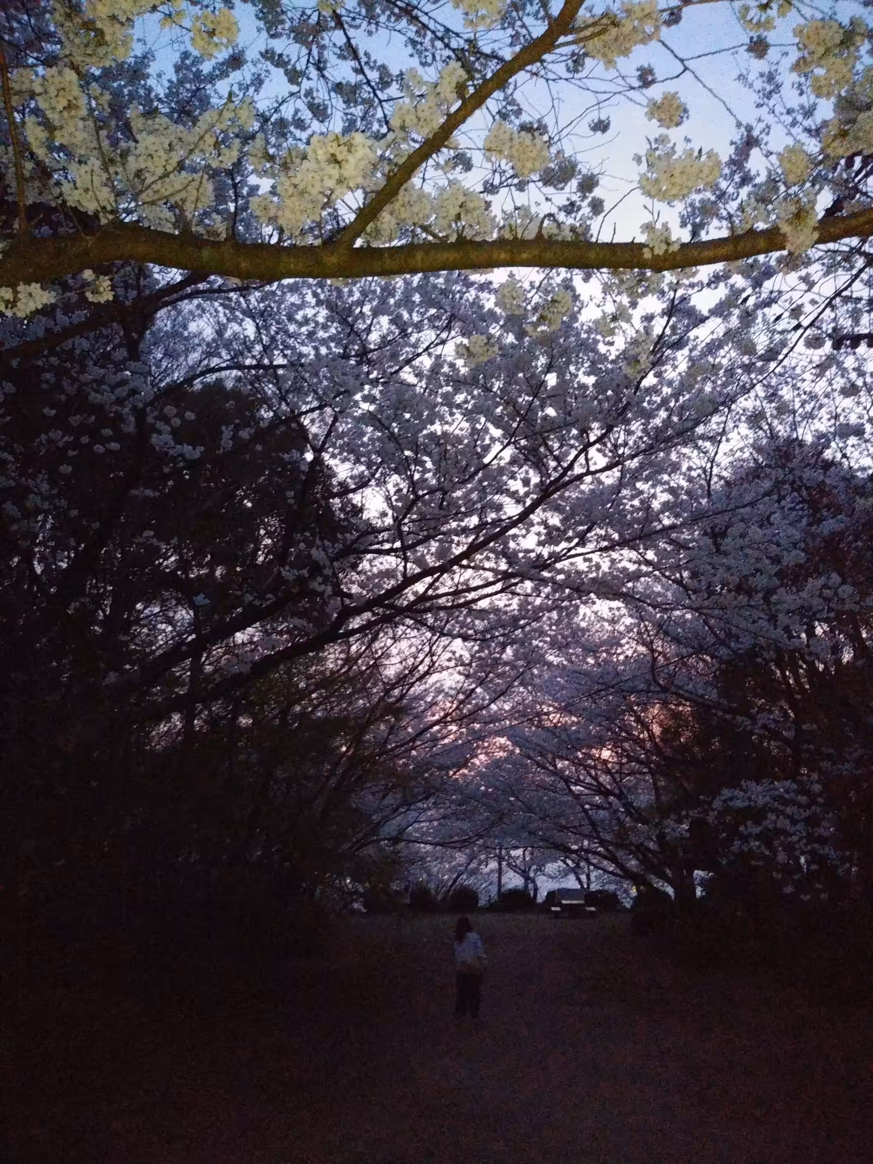 Japanese cherry blossoms