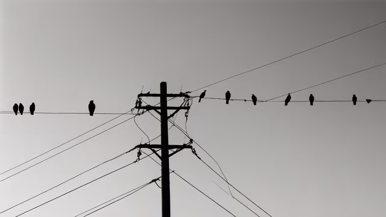 Birds on a wire 