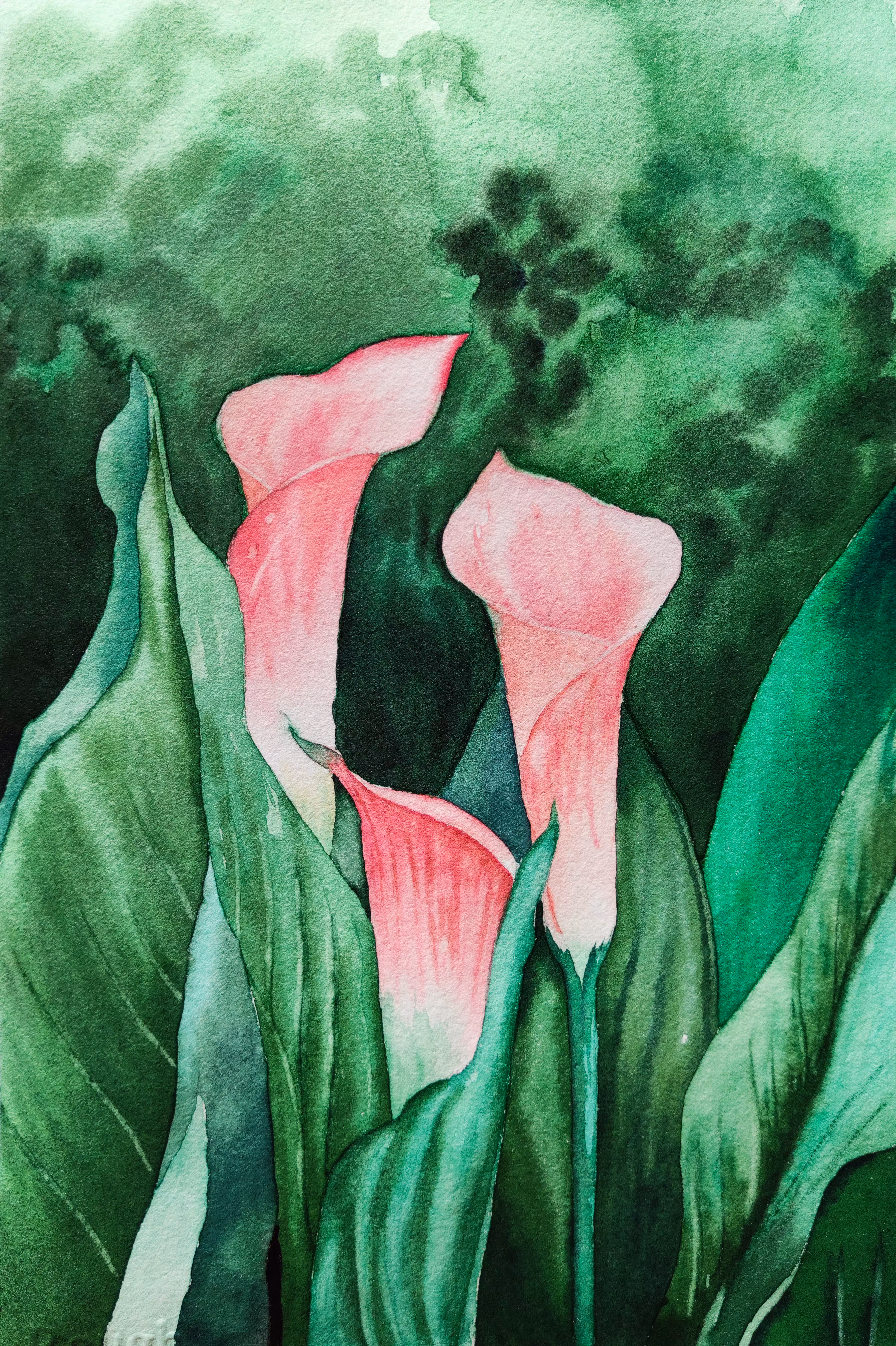 Calla Lily