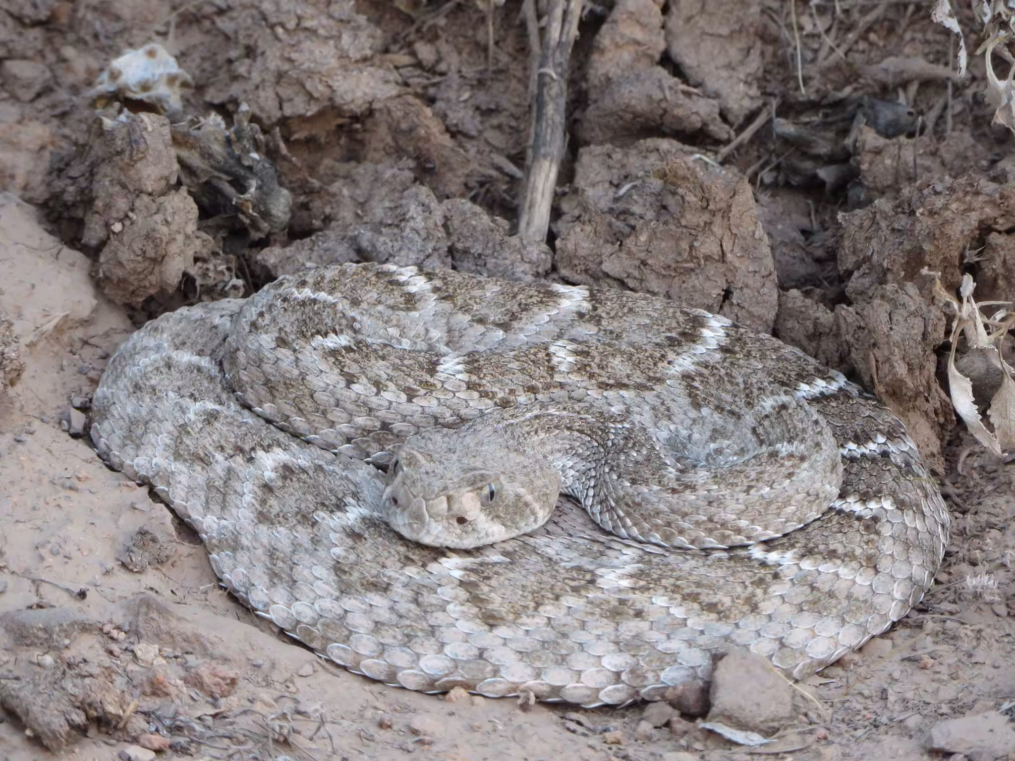 Rattle Snake at the top of Table Mesa on the TT Ranch