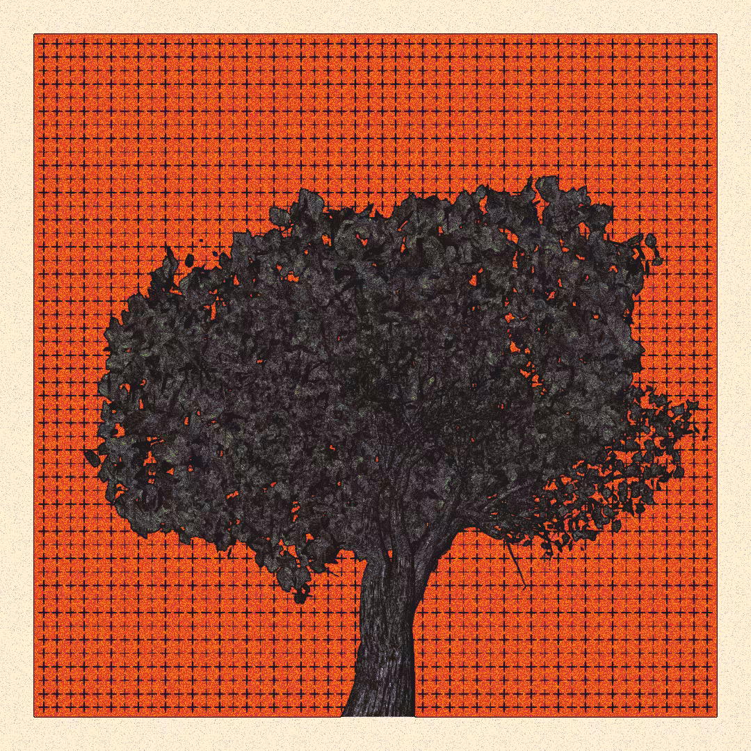 _argania[primaria] #126